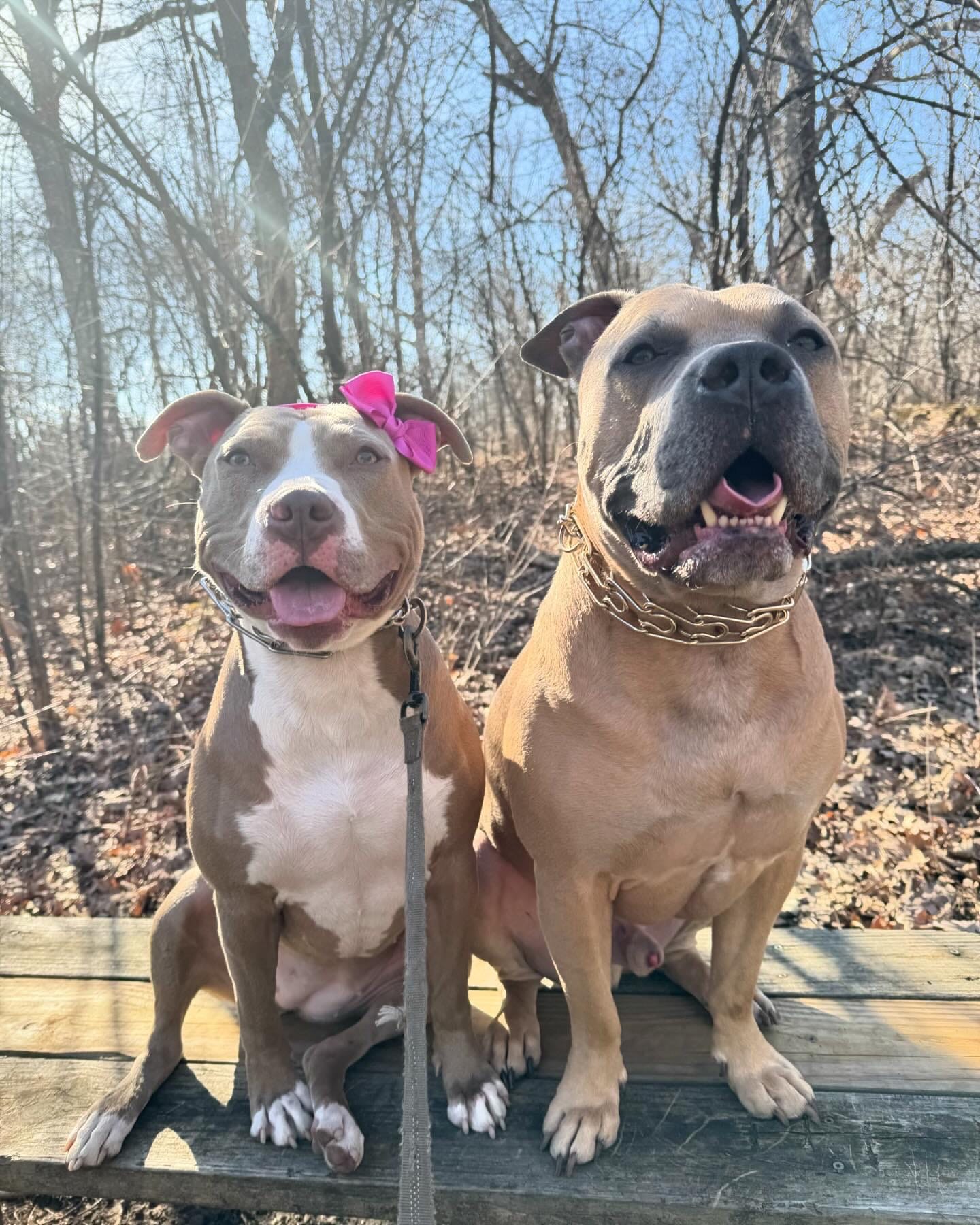 DOGFLUENCERS: Meet Enzo & Lyza, Instagram's Famous Duo Spreading Pawsitivity and Love Through Social Media