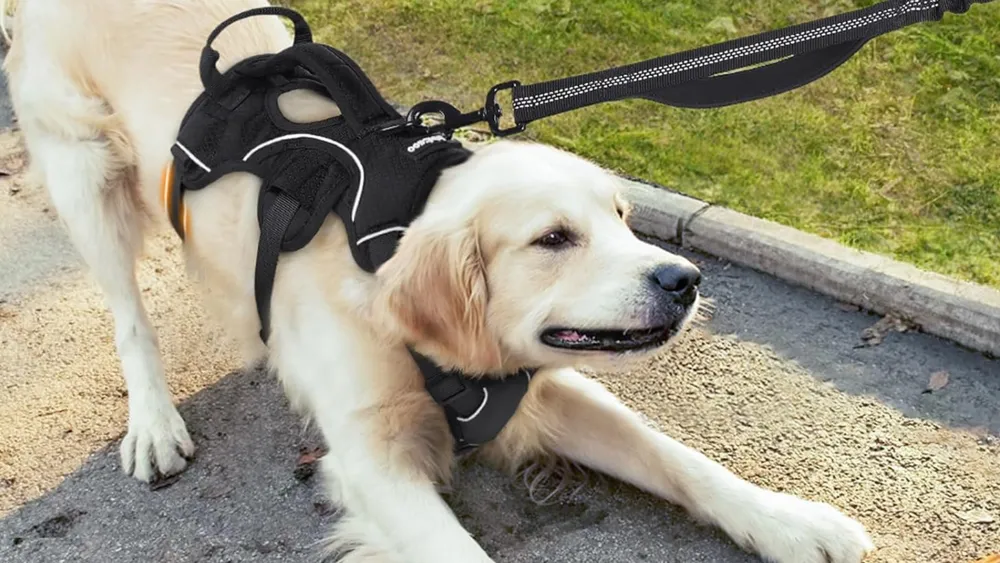 Design and Style of Dog harness
