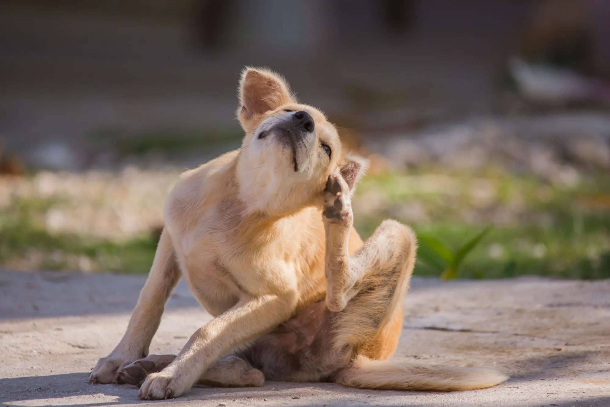 Ant Bite on Dog