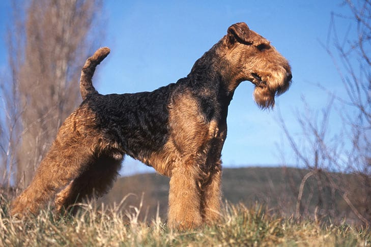 Can Airedale Terriers Be Left Alone?