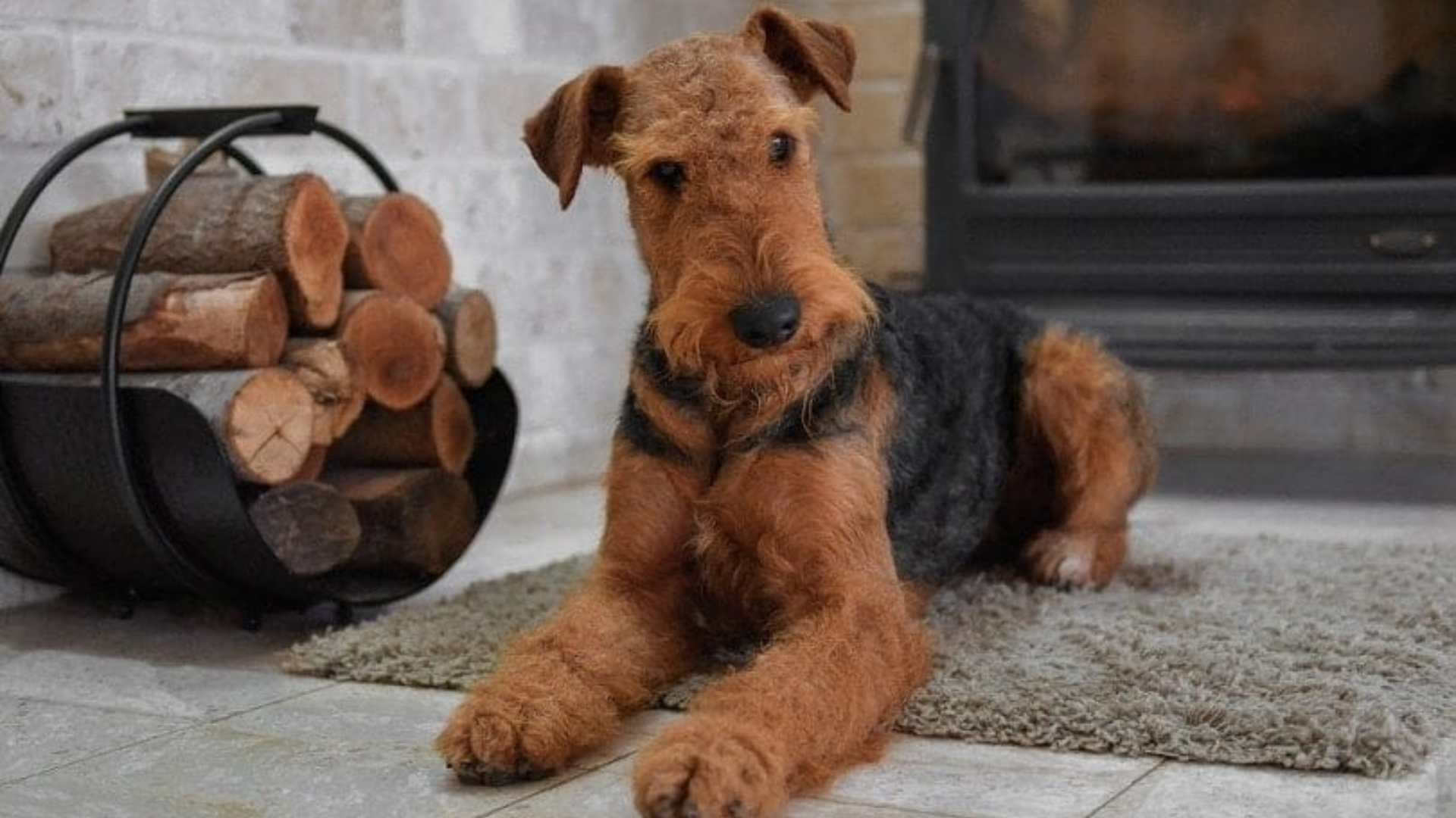 Are Airedale Terriers Good Dogs?