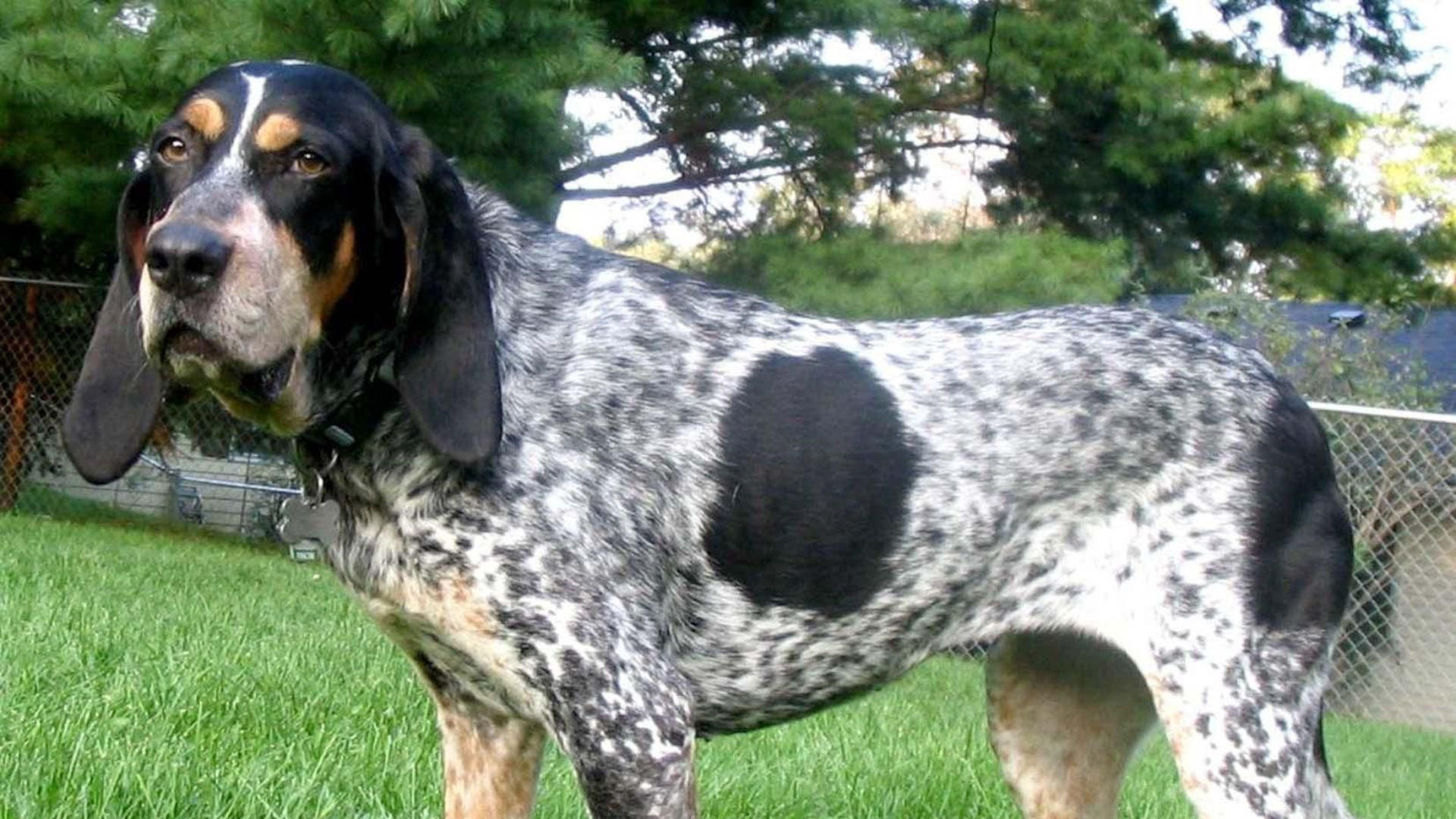 Vocal World of Bluetick Coonhounds