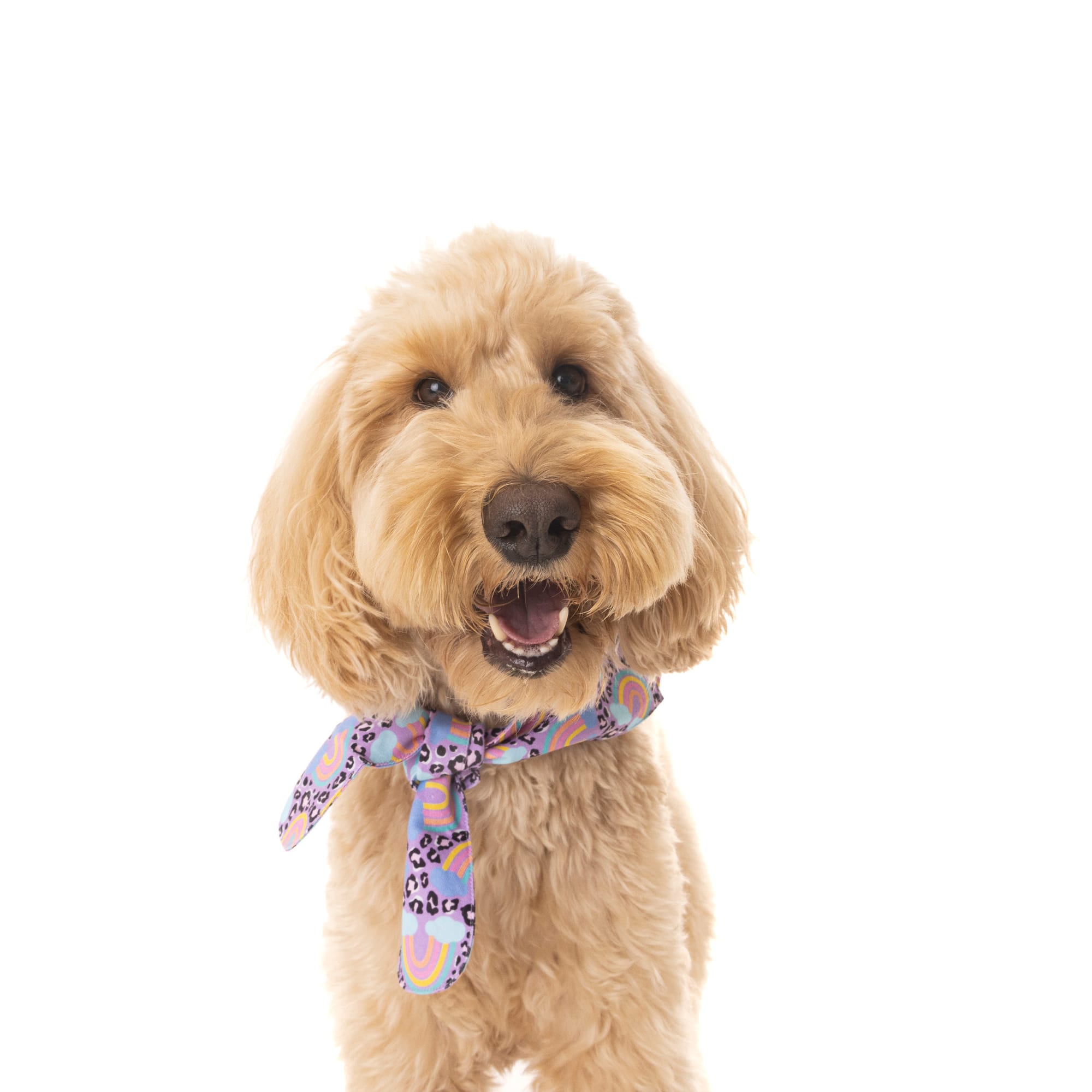 DOGFLUENCERS: Meet Humphrey, The Quirky Goldendoodle Spreading Joy