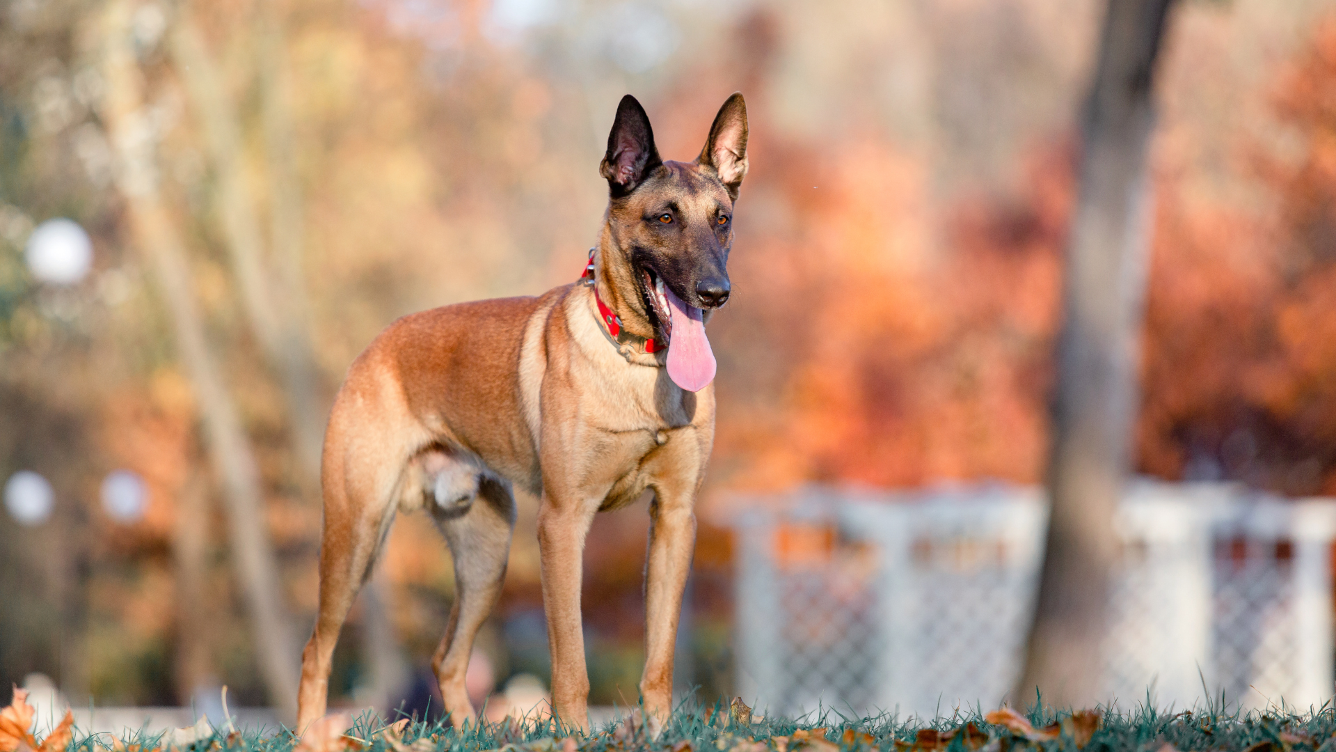Best Food for Belgian Malinois