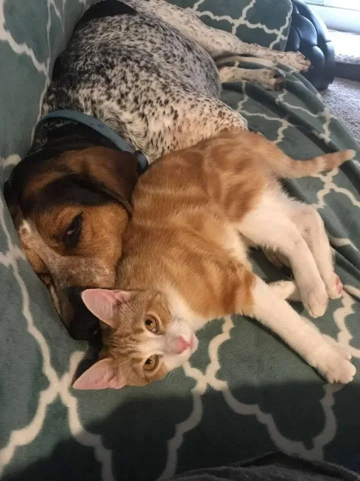 Bluetick Coonhound and Cats