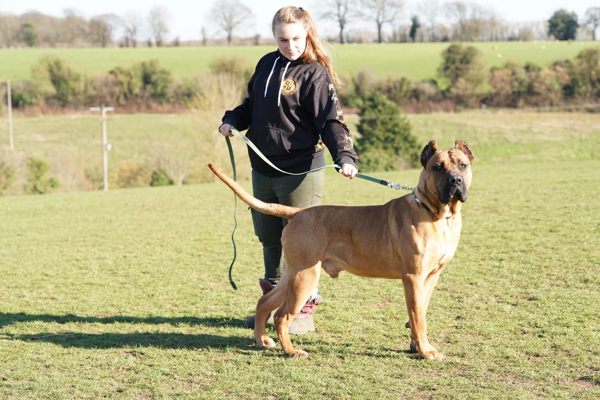 Presa Canario with her owner