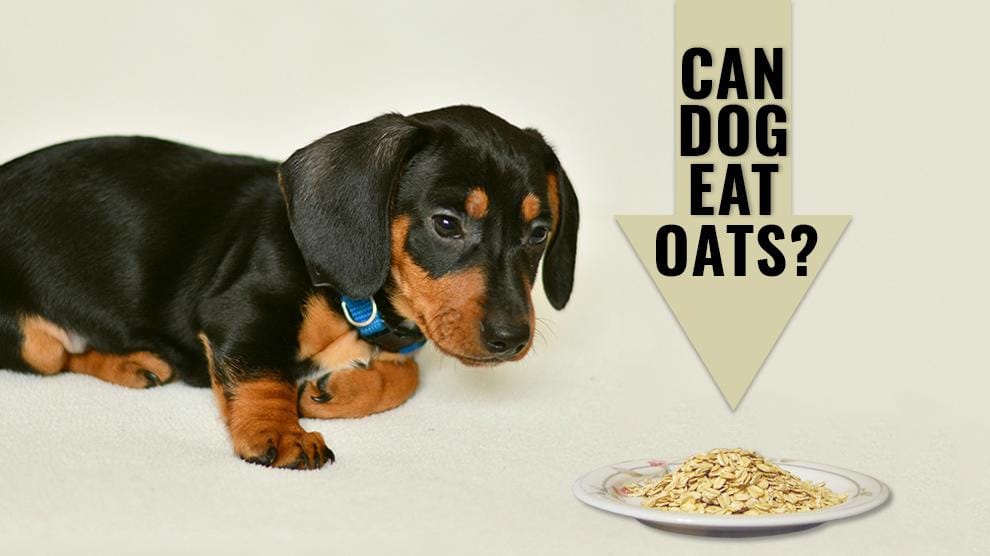 Is Oatmeal Okay for Dogs?