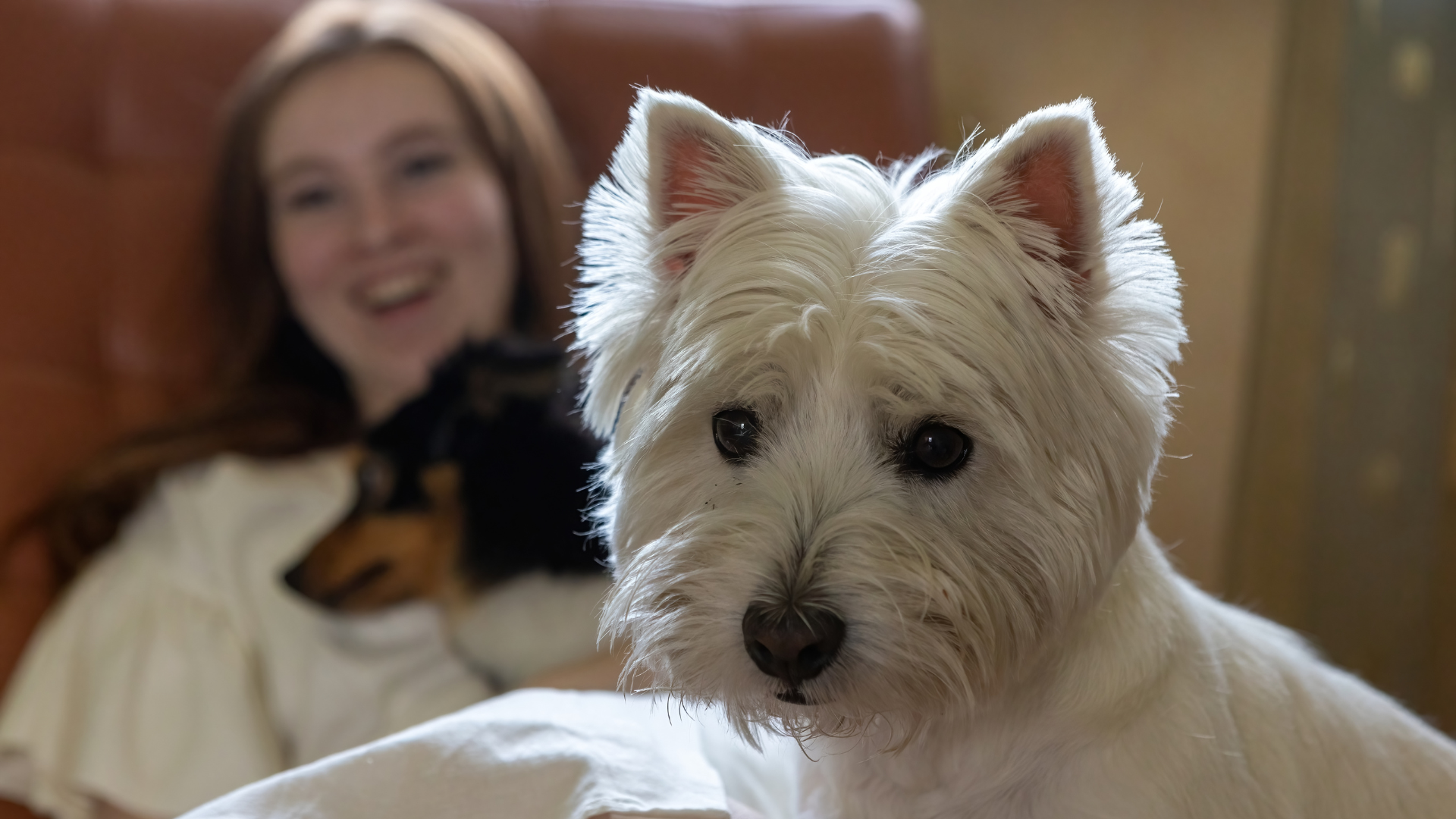 Can Westies Be Left Alone? Tips for First-Time Owners