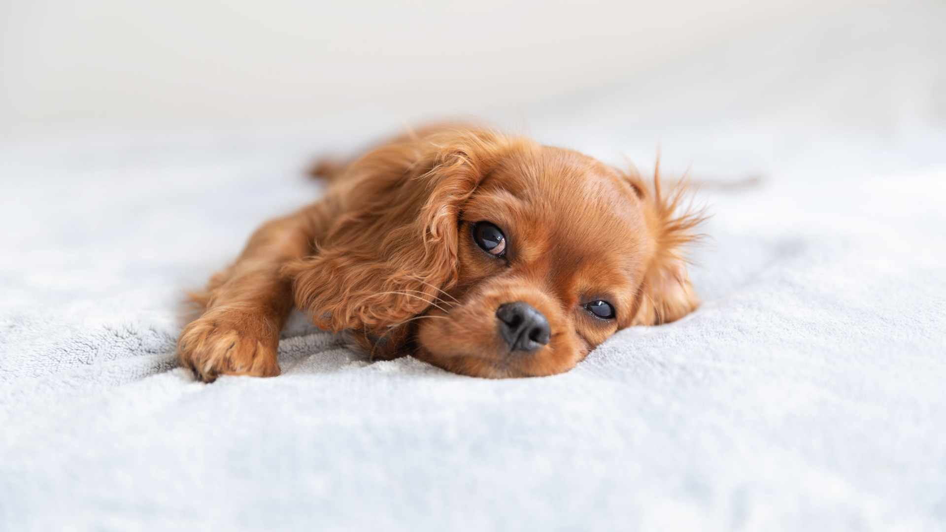 Can puppies have nightmares