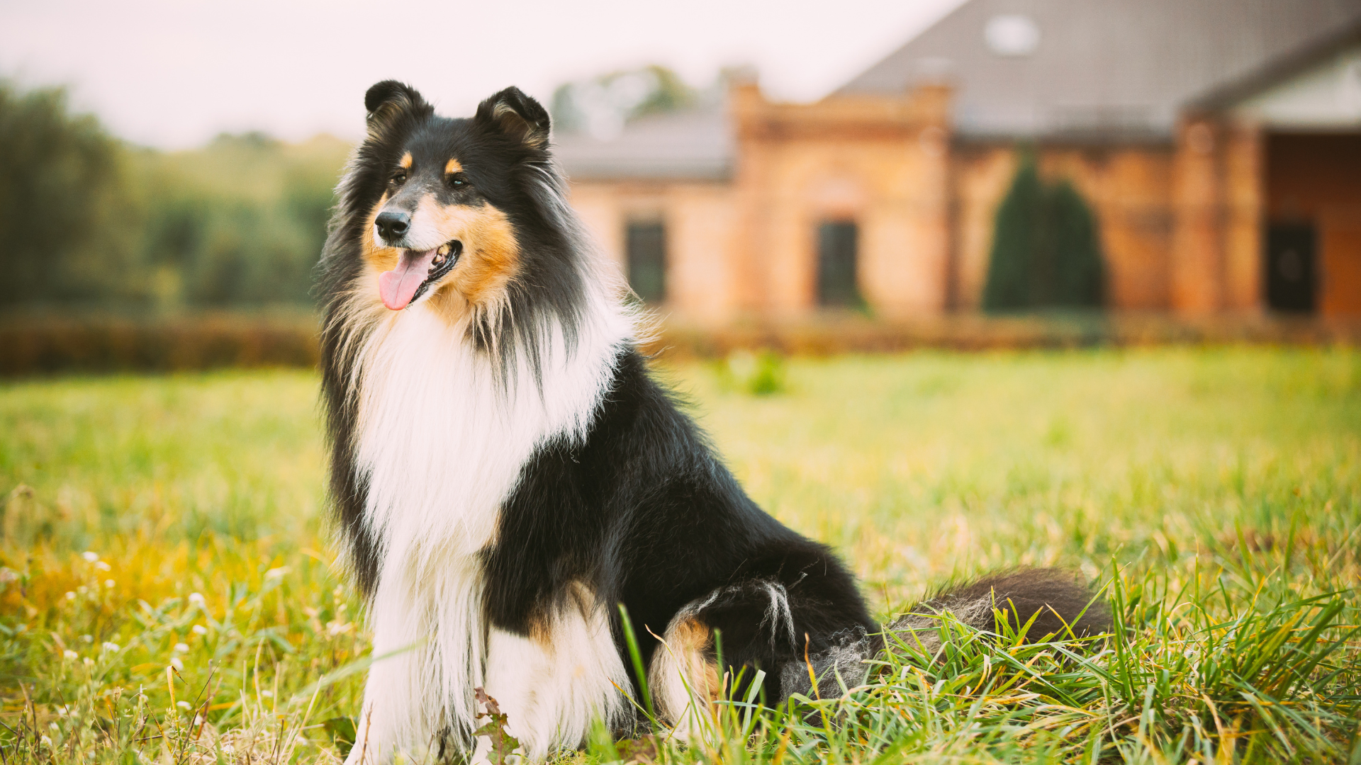 How Long Do Collies Live