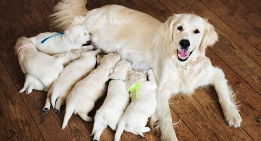 dog with their newborns