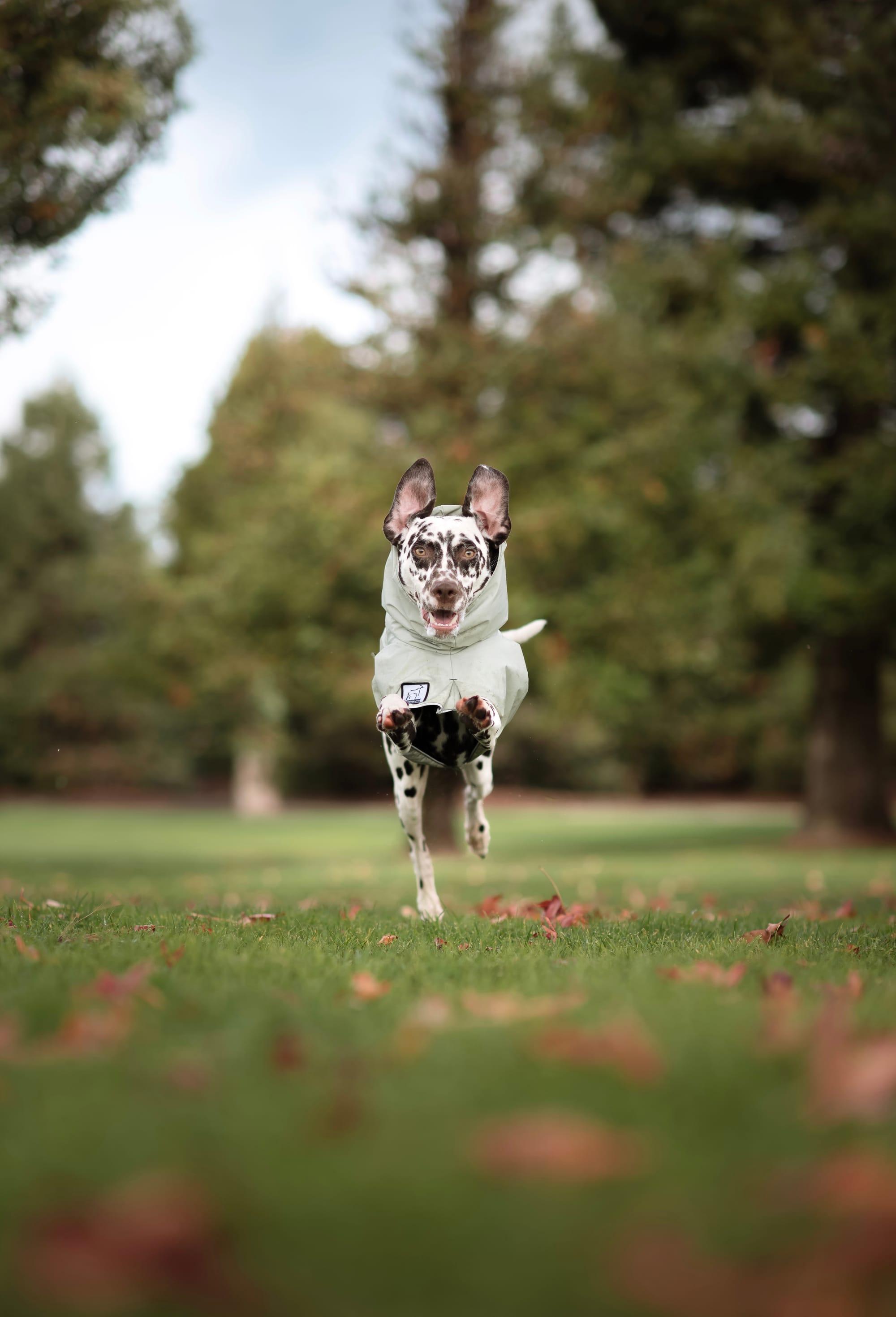 DOGFLUENCERS: Meet Henry, Instagram's Most Photogenic Dalmatian