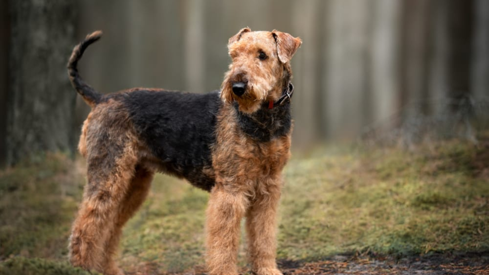 Can Airedale Terriers Be Left Alone?