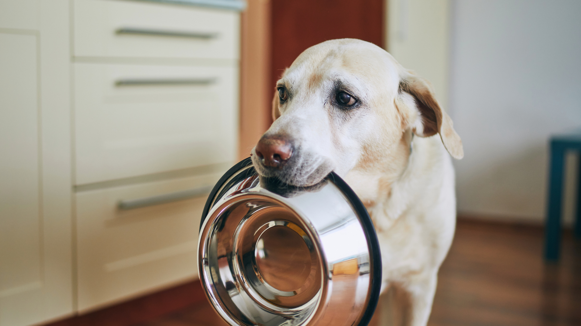 Best Foods for Gassy Dogs