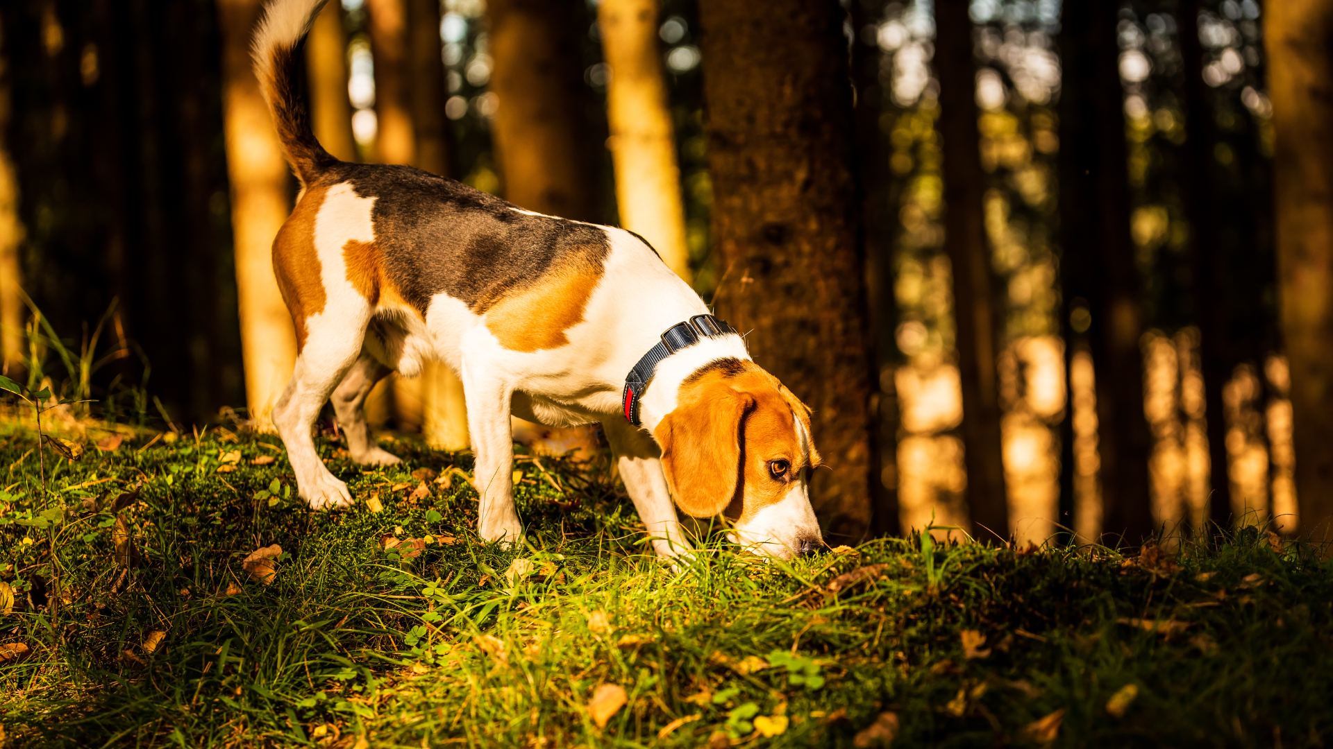 Does Sniffing Make Dogs Tired