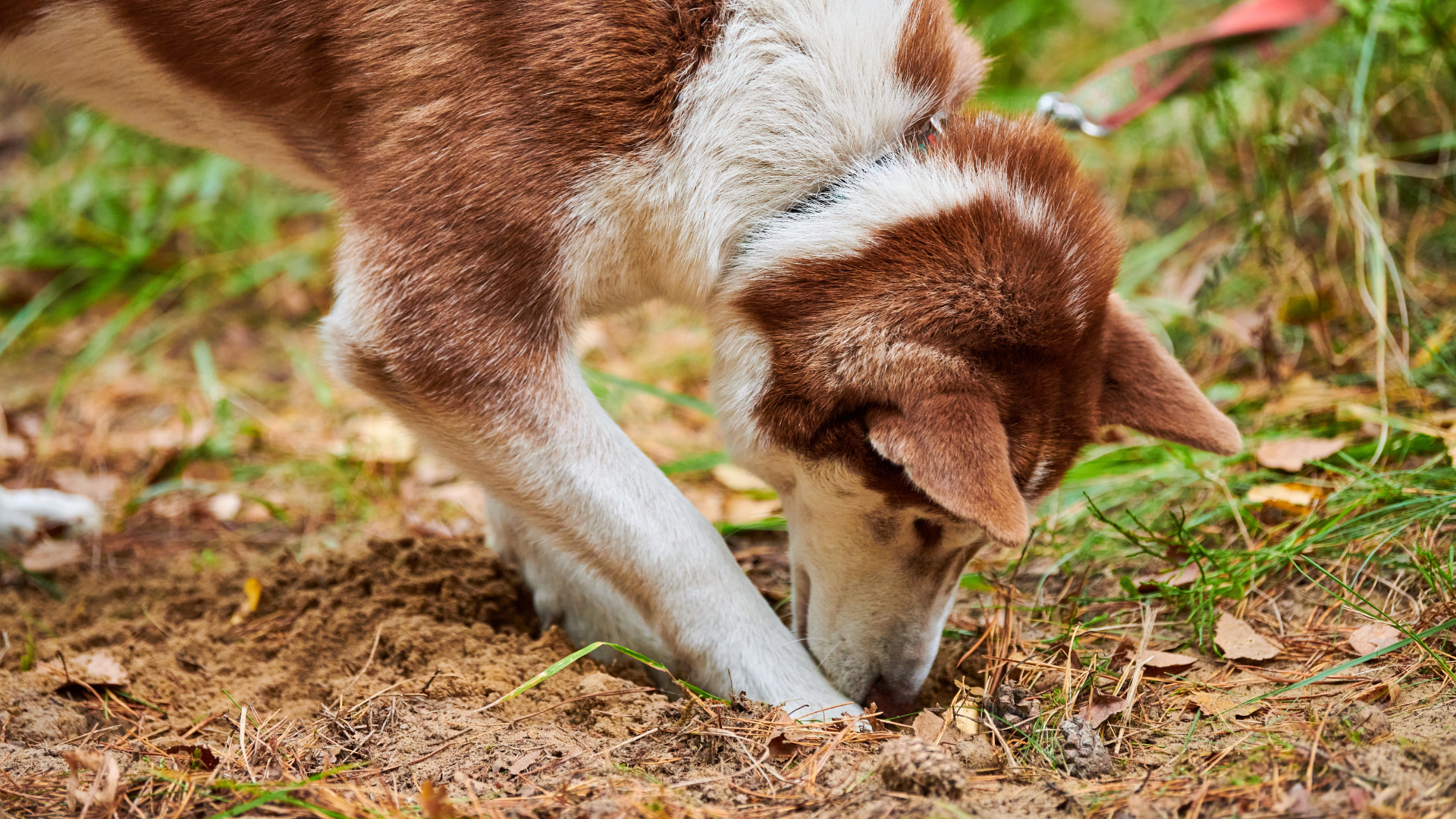 Does Sniffing Make Dogs Tired?