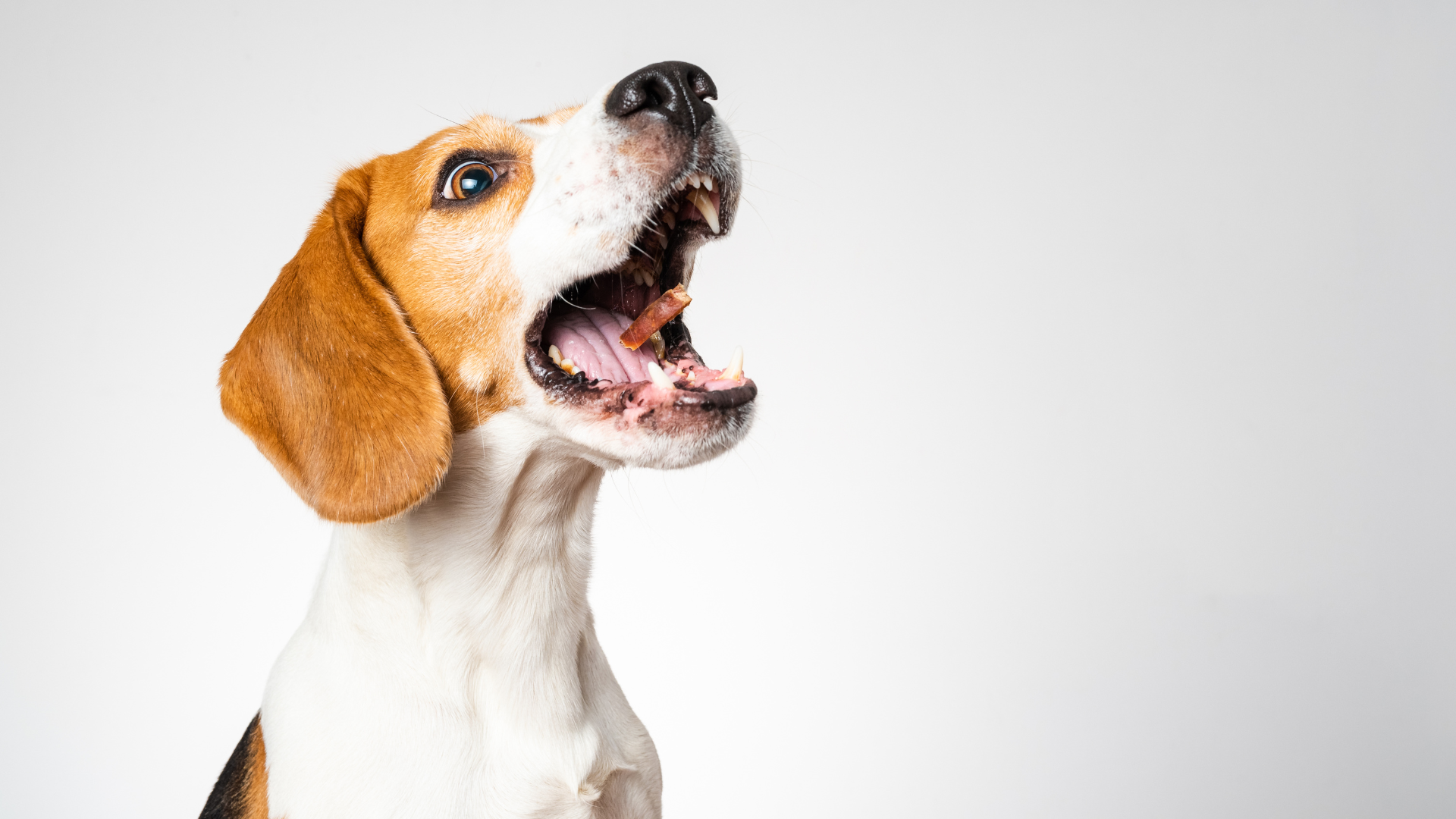 Dog Barks at Every Noise