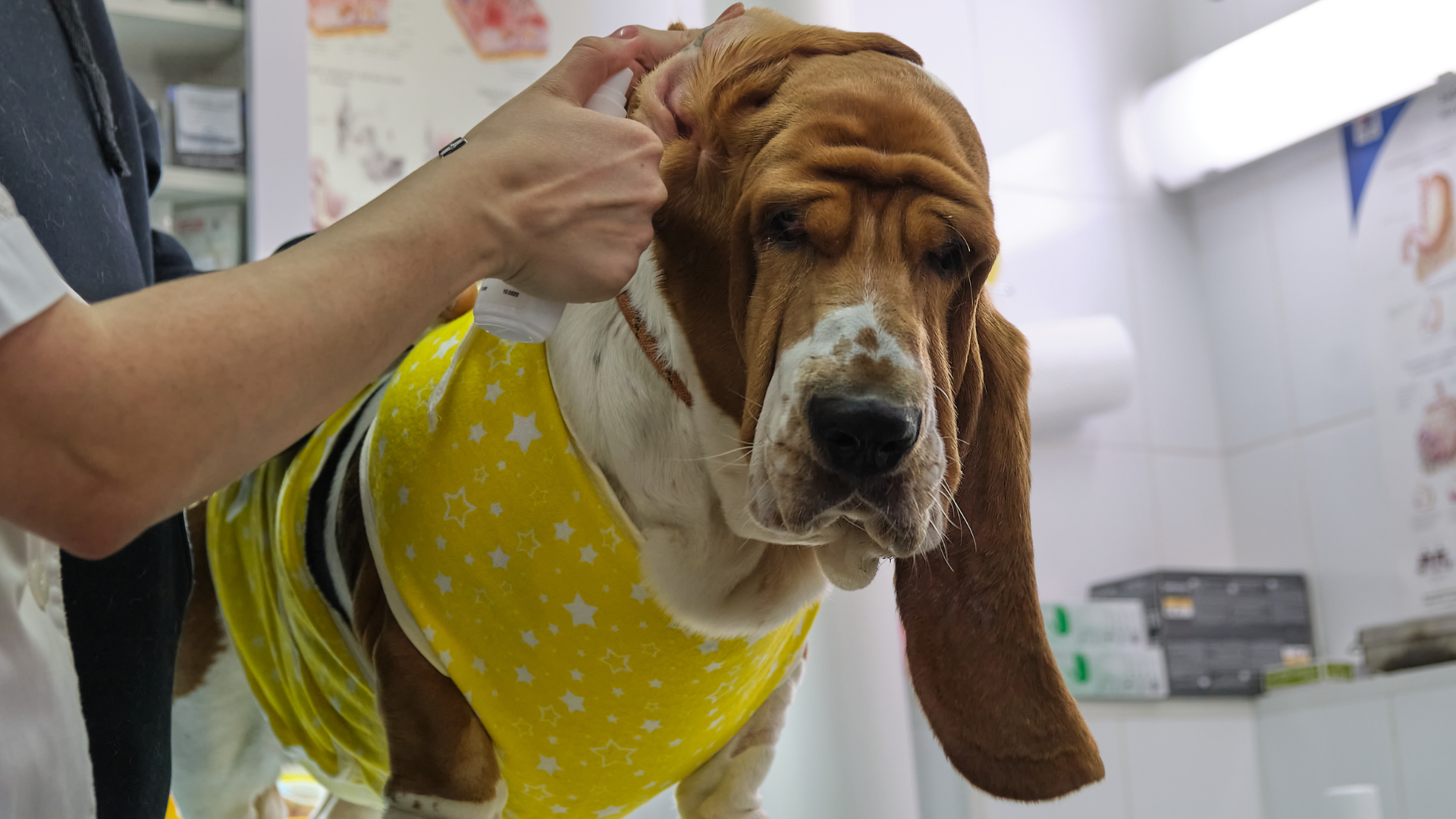 Dog Surgery Recovery Suit: Choosing the Best Guide