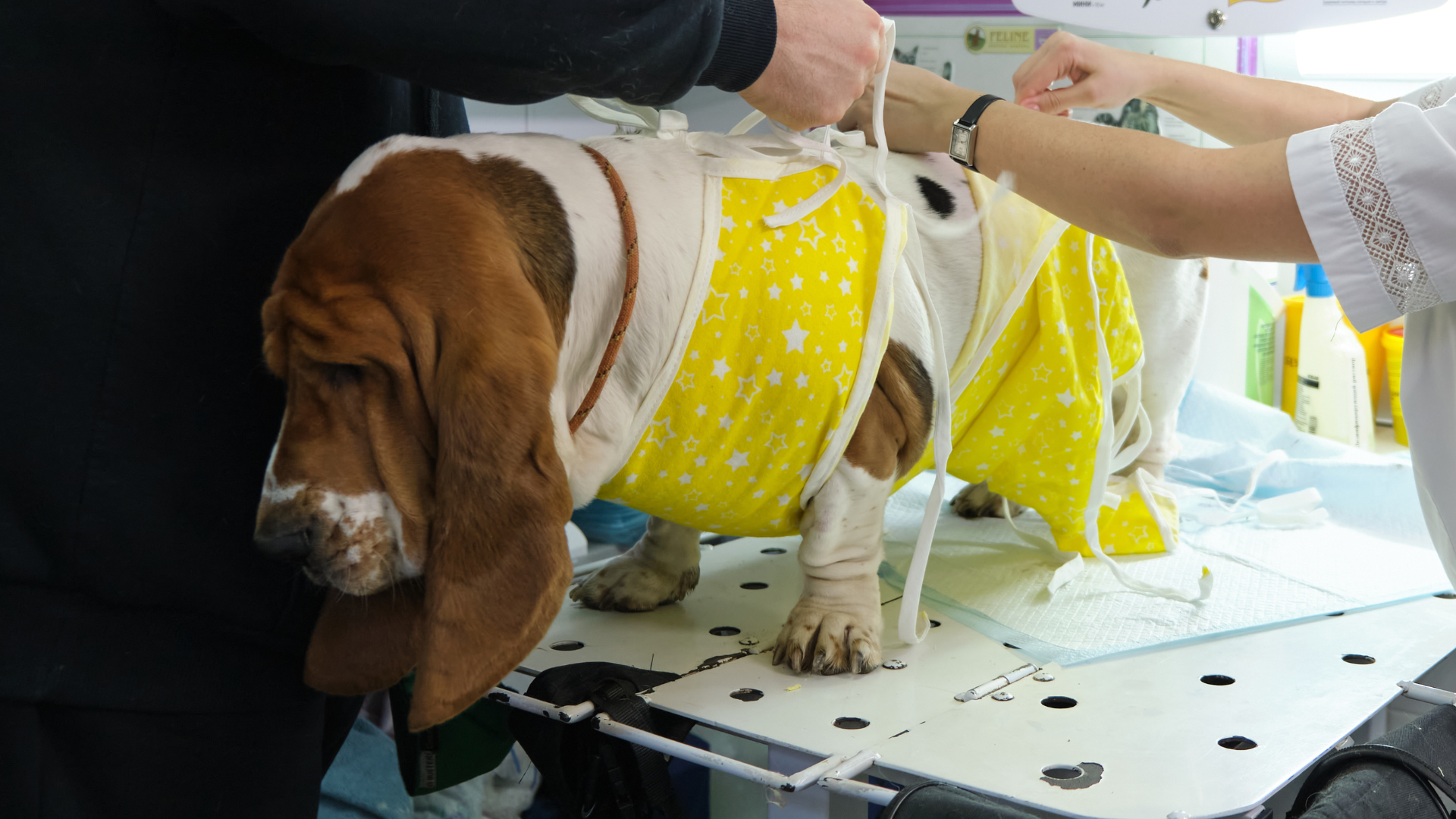 Best Dog Recovery Suit After Spay: Amazing Abdominal Zipper