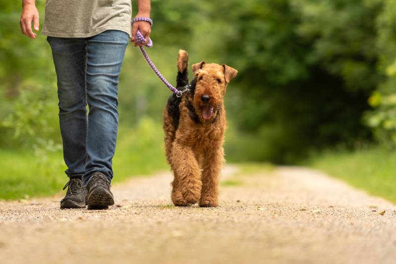 Are Airedale Terriers Good Dogs?