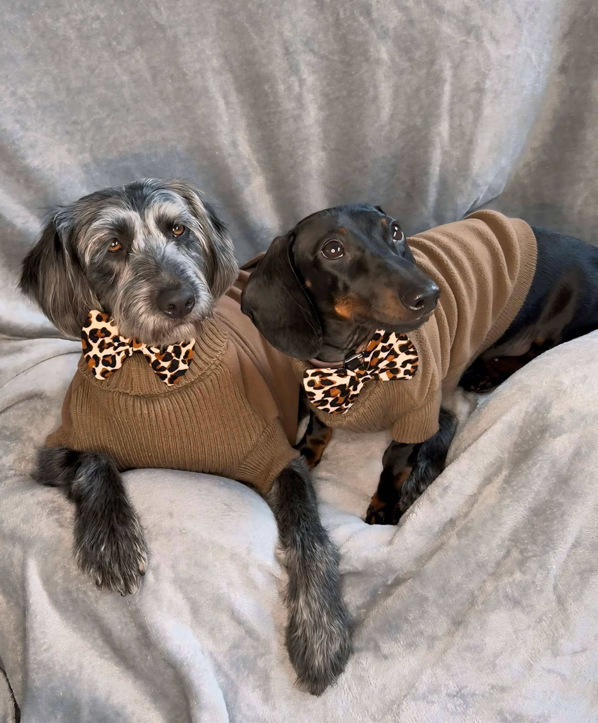 DOGFLUENCERS: Meet Daisy & Poppy, The Story a Dog Duo's Rise to Social Media Stardom