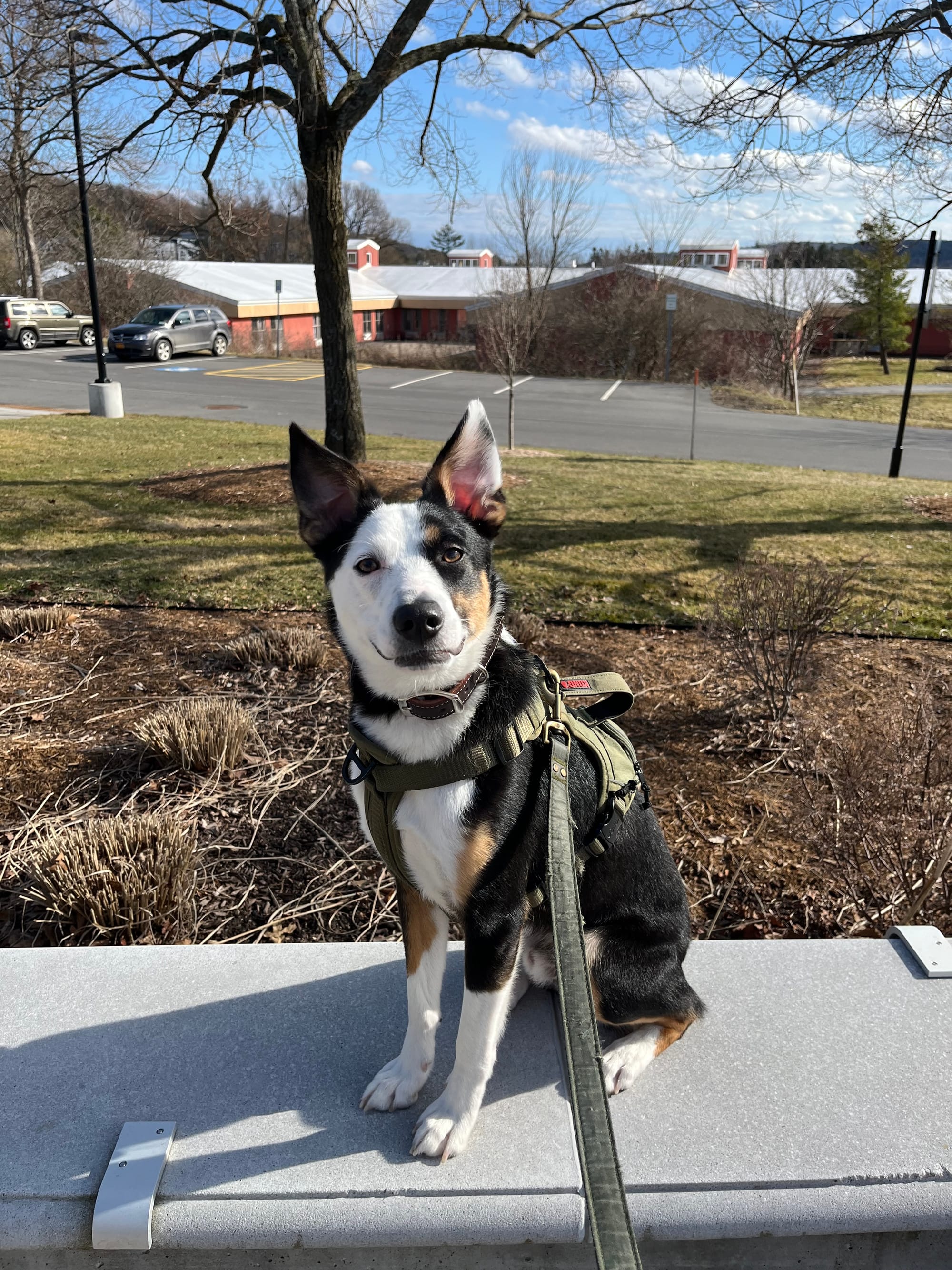 DOGFLUENCERS: Meet Sawyer, Instagram's Beloved Dogfluencer and His Owner's Journey