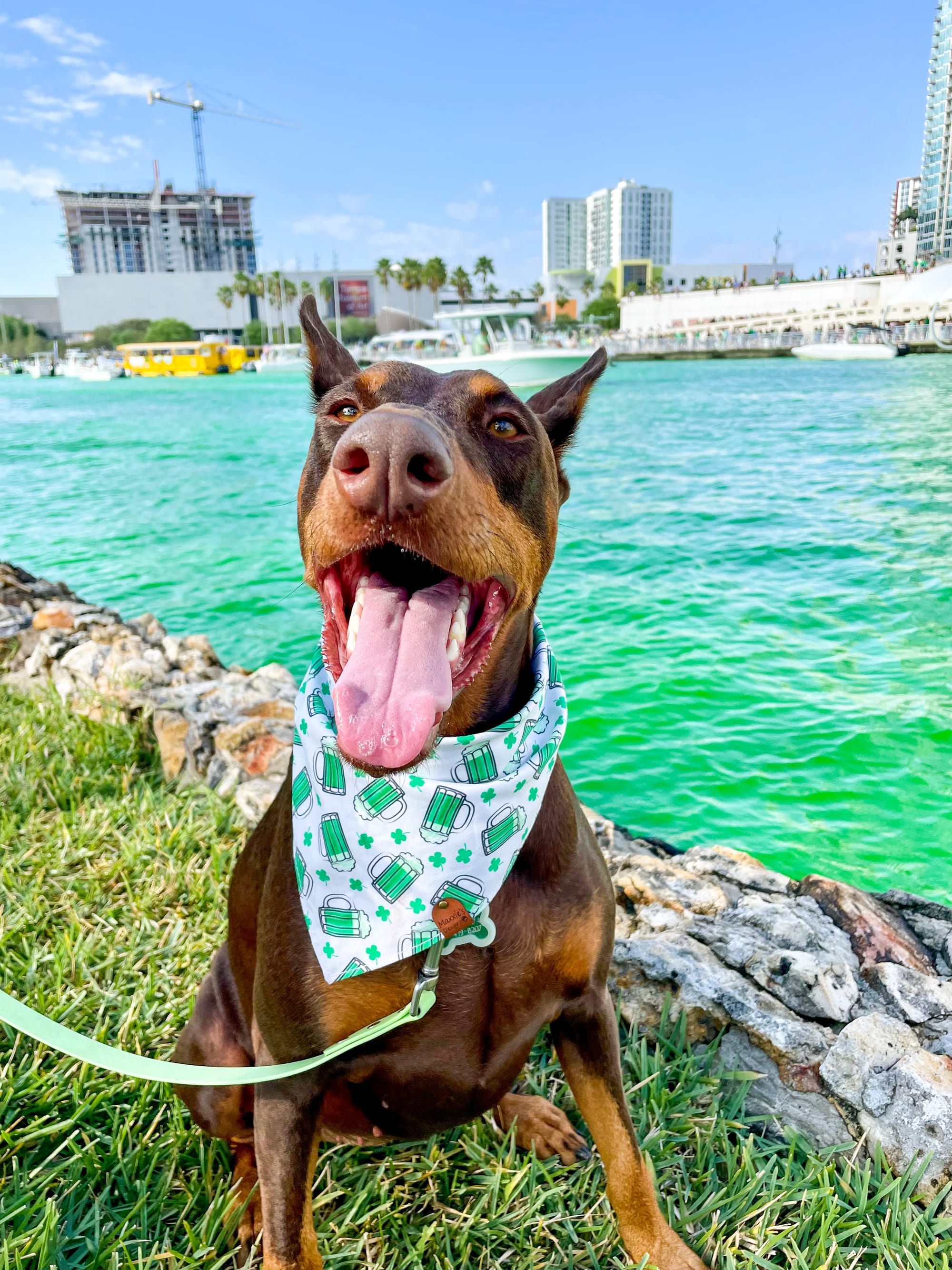 DOGFLUENCERS: Meet Dublin, Instagram's Famous Dobie