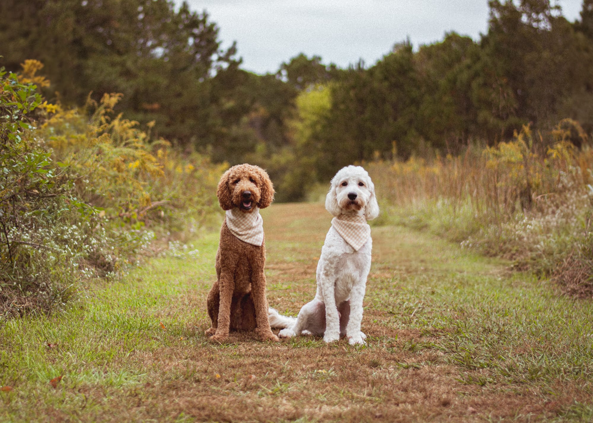 DOGFLUENCERS: Meet Woody & Dennis, From Puppyhood to Paw-fect Poses, Their Social Media Journey