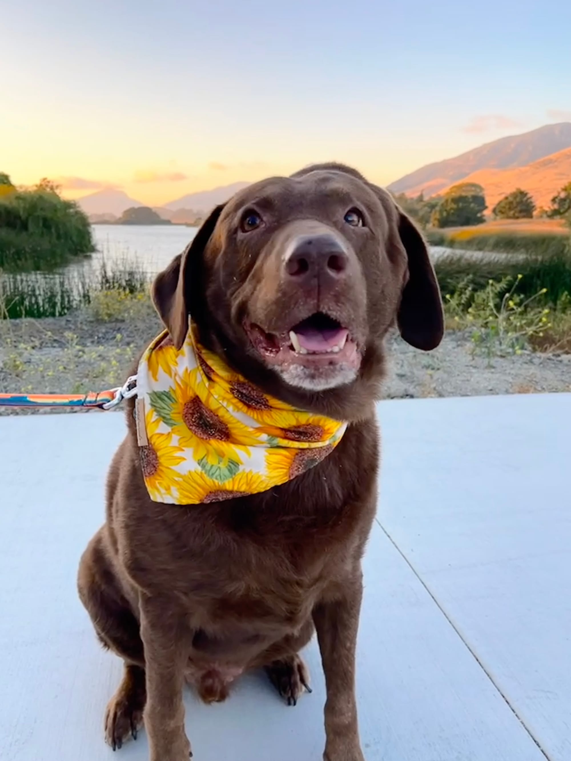 DOGFLUENCERS: Meet Scout, Battling Cancer with a Smile, Spreading Joy One Post at a Time