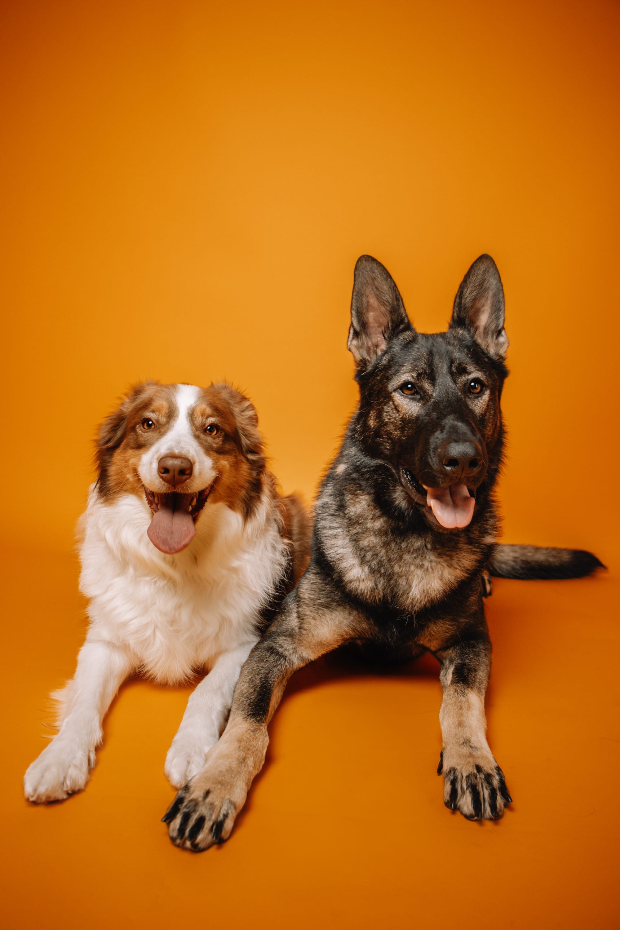 DOGFLUENCERS: Meet Oscar & Ugo, Instagram's Dynamic Dog Duo