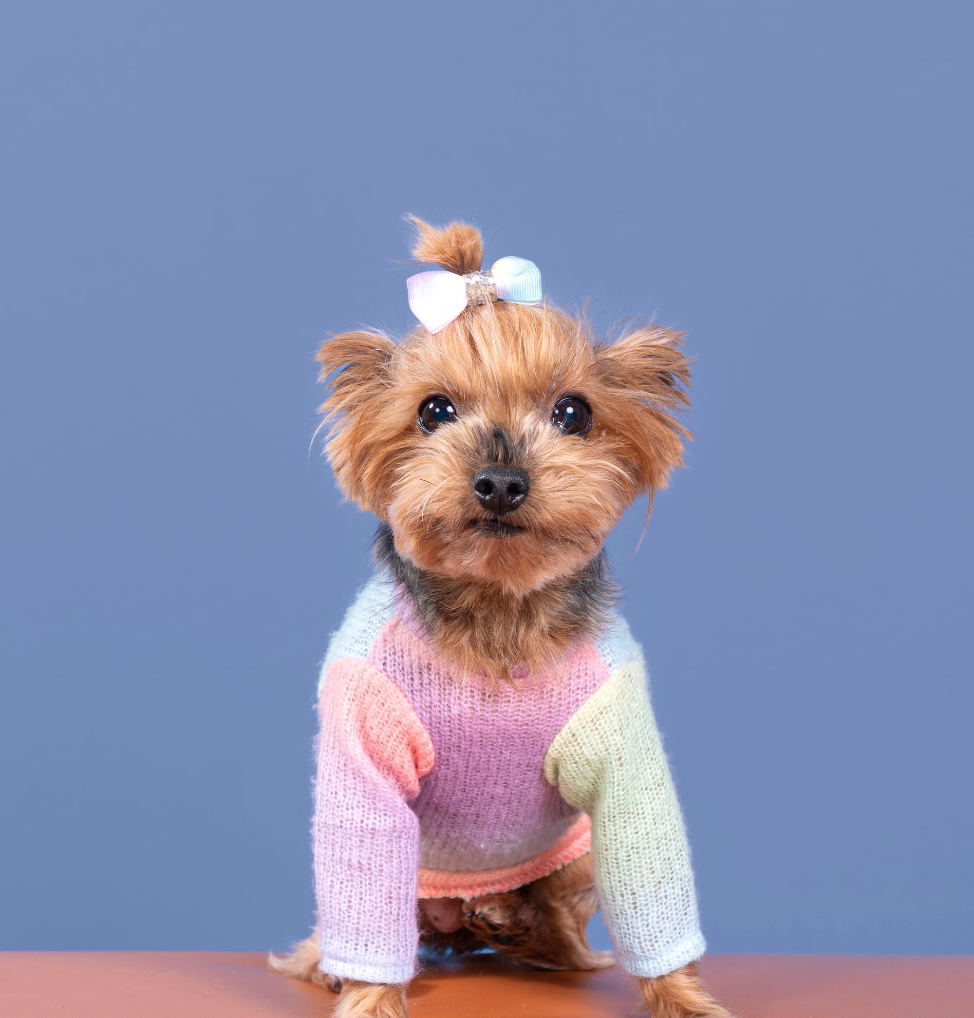 DOGFLUENCERS: Meet Sophie, The Petite Pup with a Gigantic Heart and a Wardrobe to Match