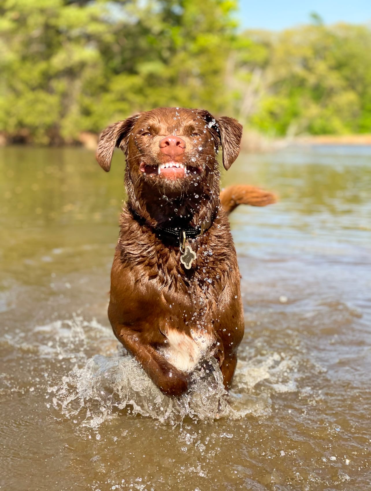 DOGFLUENCERS: Meet Bad Dog Badger, Instagram's Chesapeake Bay Retriever x Australian Shepherd