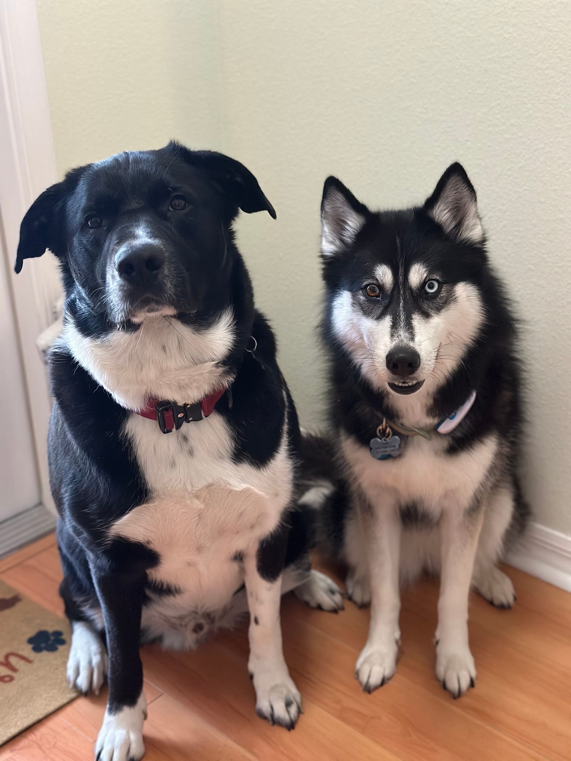 DOGFLUENCERS: Meet Dexter & Maya, Florida's Dynamic Duo of Canine Charm