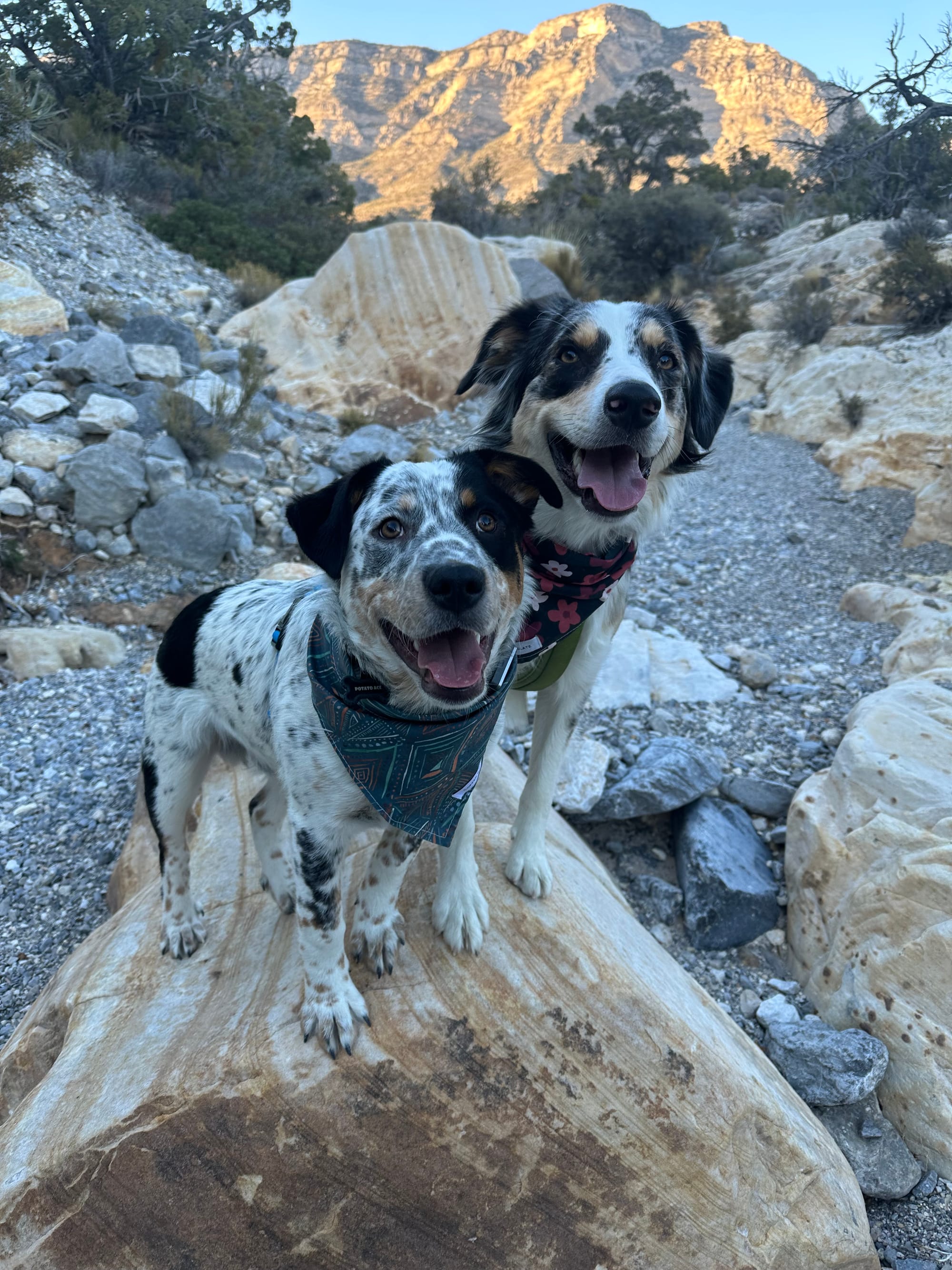 DOGFLUENCERS: Meet Hazel & Potato Ace, Las Vegas's Pupfluencer Duo