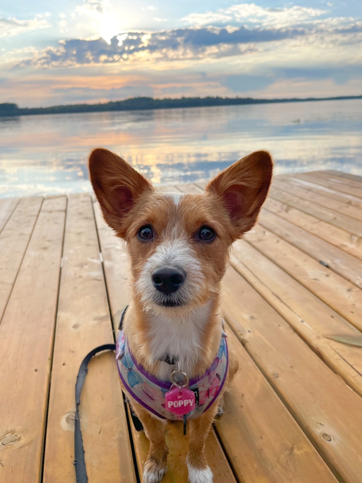 DOGFLUENCERS: Meet Poppy, Toronto's Famous Corgi Mix