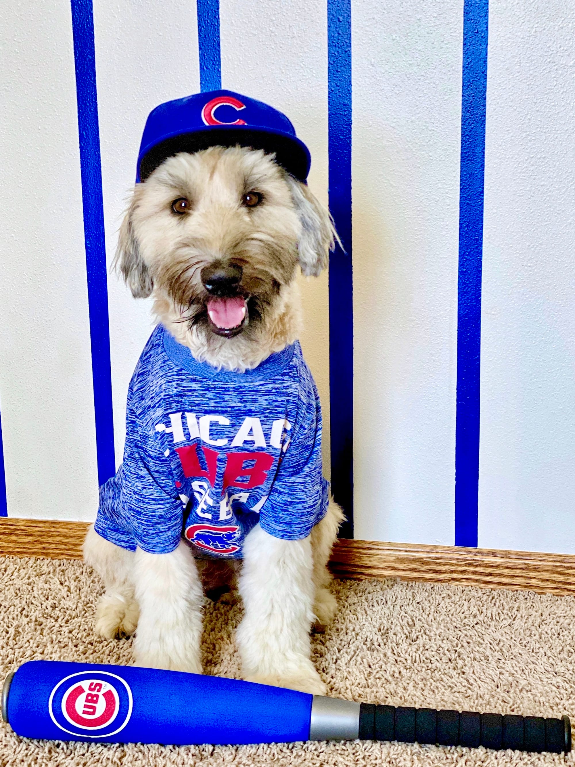 DOGFLUENCERS: Meet Wrigley & Paisley, Instagram's Biggest Cubs Fans