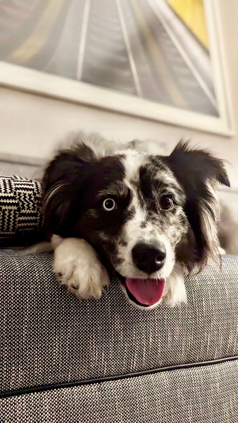 DOGFLUENCERS: Meet Ovi, Instagram's Adorable Aussie Pup