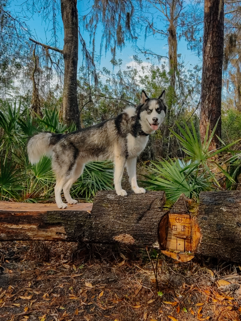 DOGFLUENCERS: Meet Kilo, Unleashing the Journey of an Instagram Sensation Pup