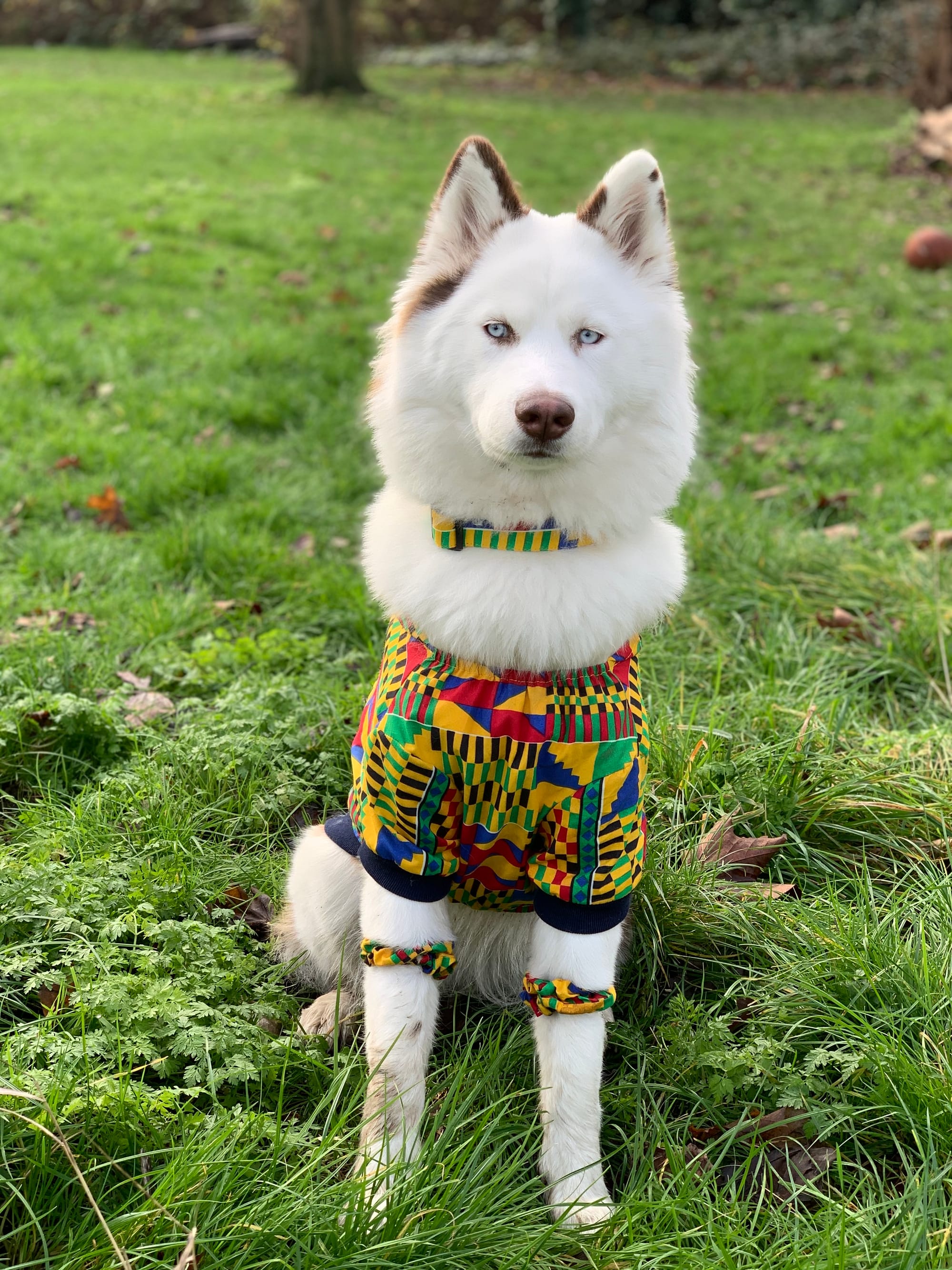 DOGFLUENCERS: Meet Viola, Instagram's Beloved Husky Bringing Awareness to Mental Health