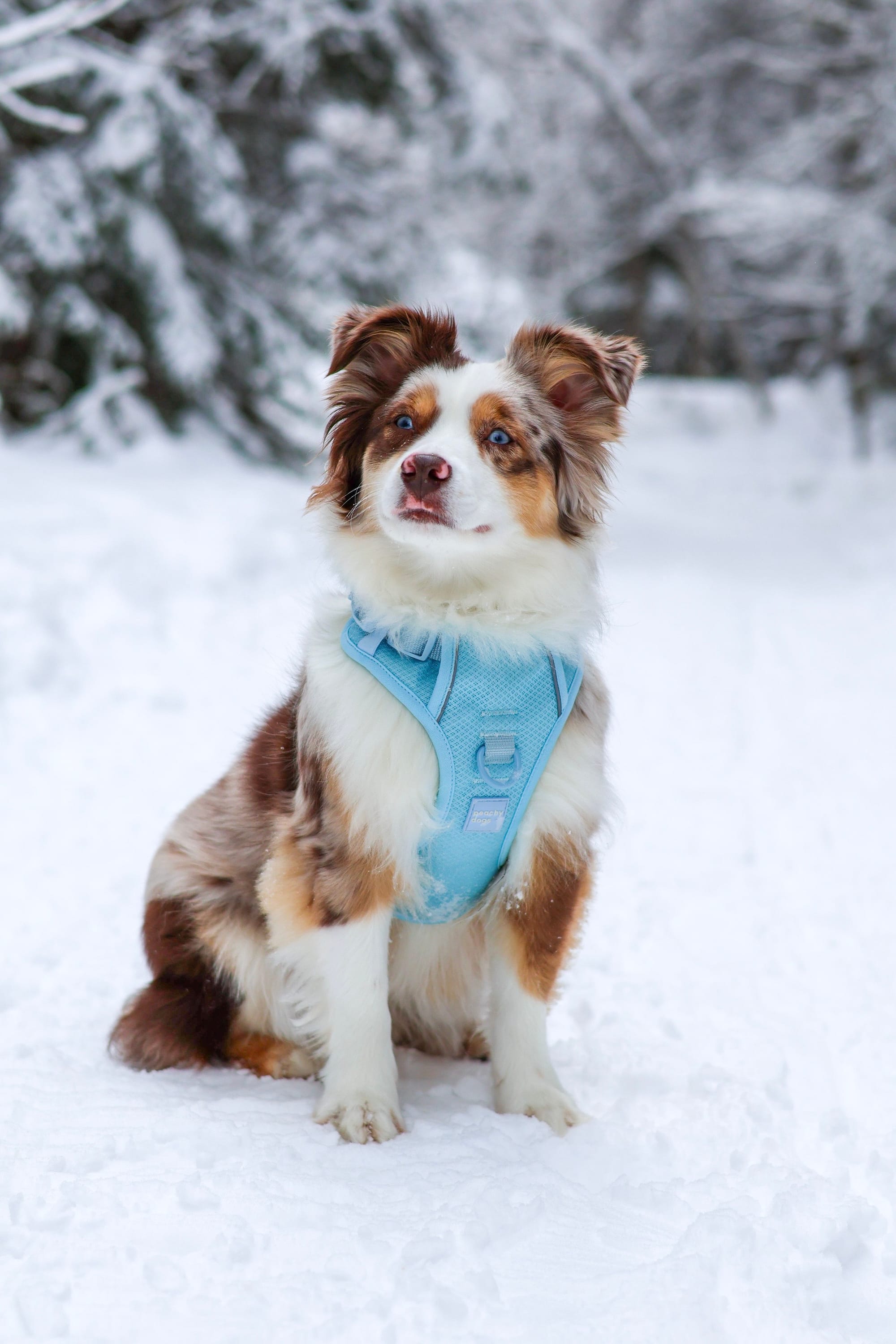 DOGFLUENCERS: Meet Mandy, Canada's Most Photogenic Miniature Australian Shepherd