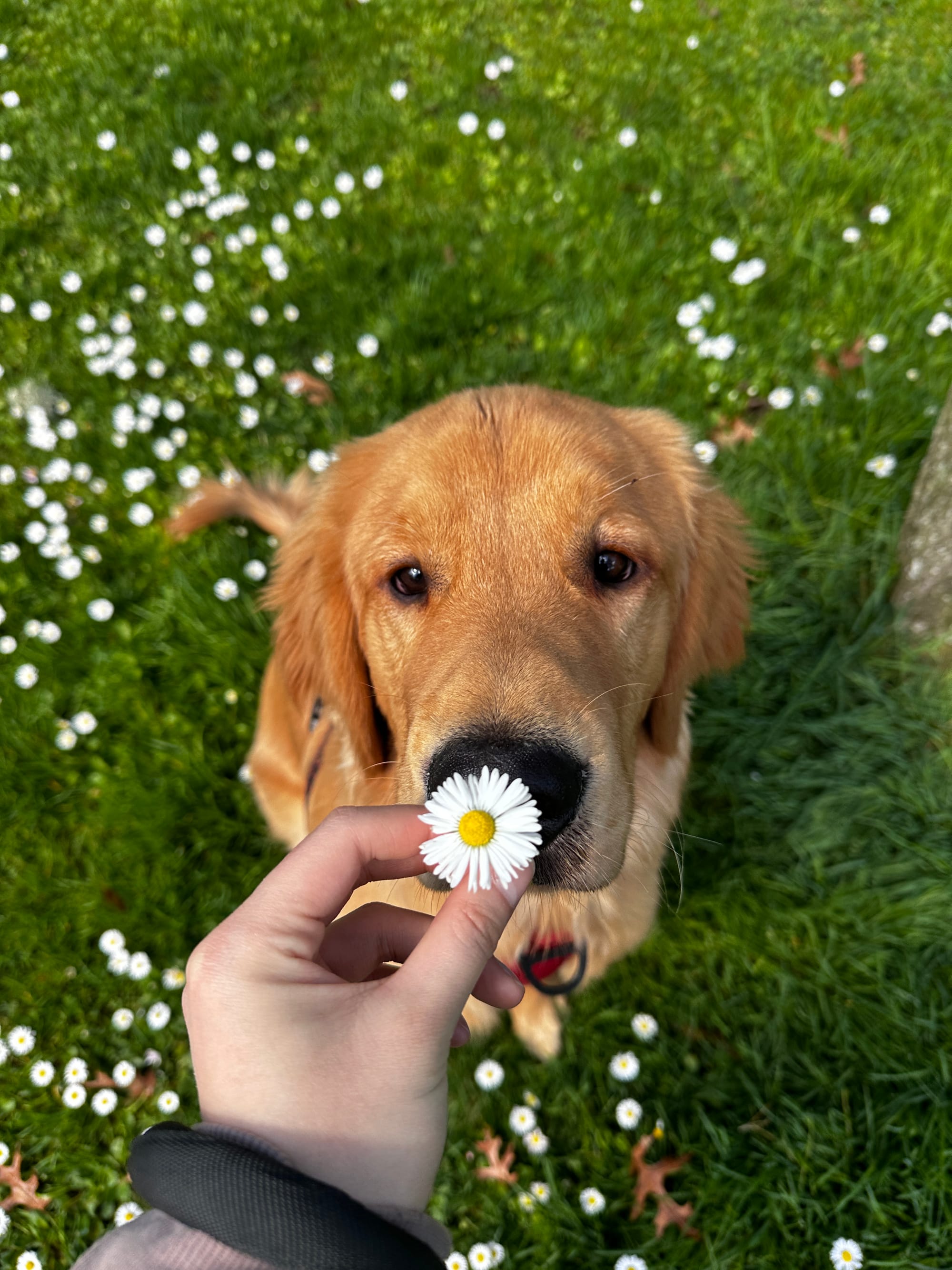 DOGFLUENCERS: Meet Tobias, The Golden Retriever Overflowing with Love, Laughter, and an Affinity for Socks