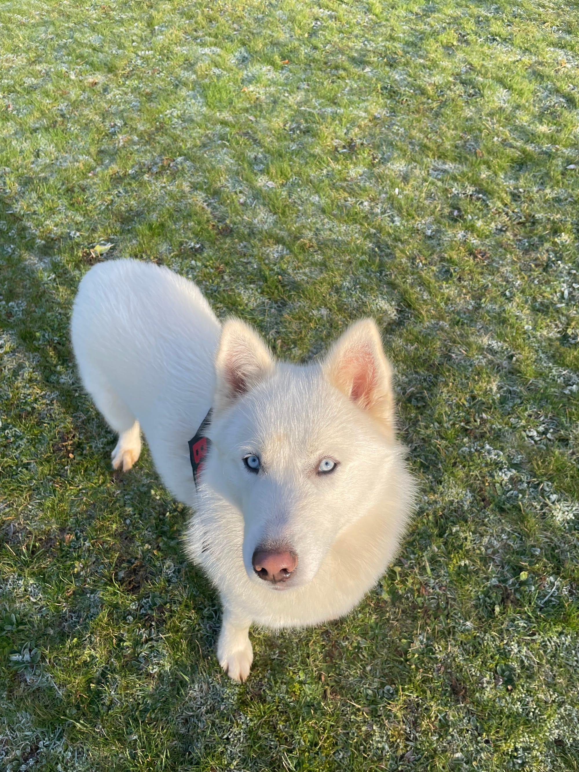 DOGFLUENCERS: Meet Bolt, Wiltshire's Adorable Siberian Husky