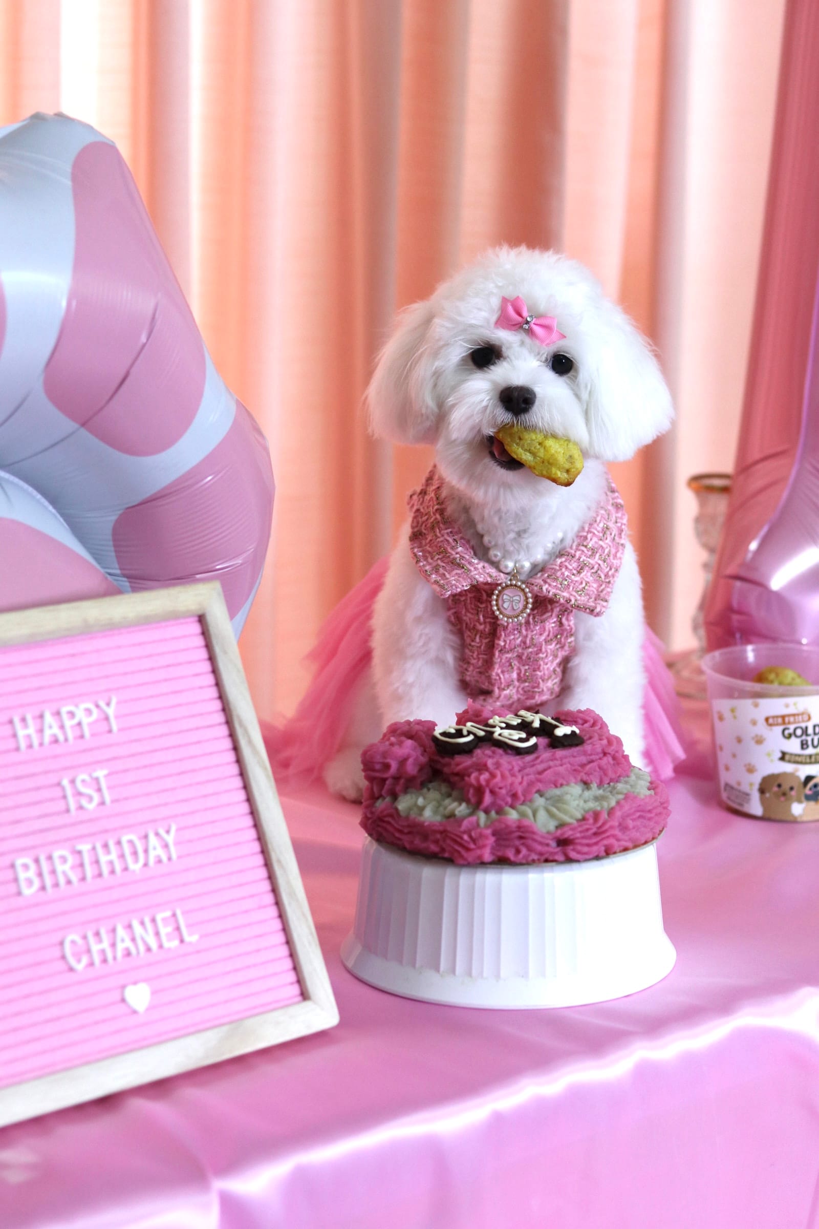 DOGFLUENCERS: Meet Chanel, Instagram's Iconic Maltese Puppy