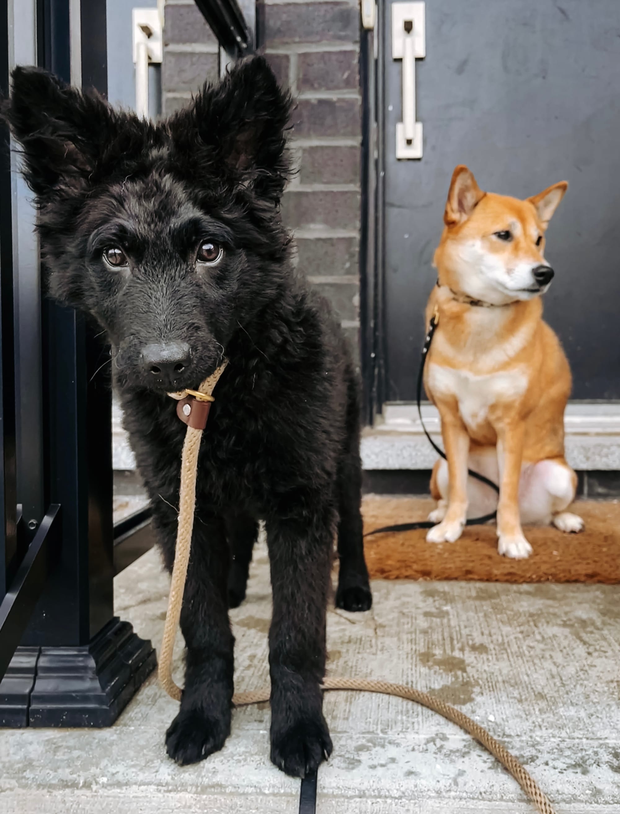 DOGFLUENCERS: Meet Kya & Niffler, Toronto's Adorable Dog Duo