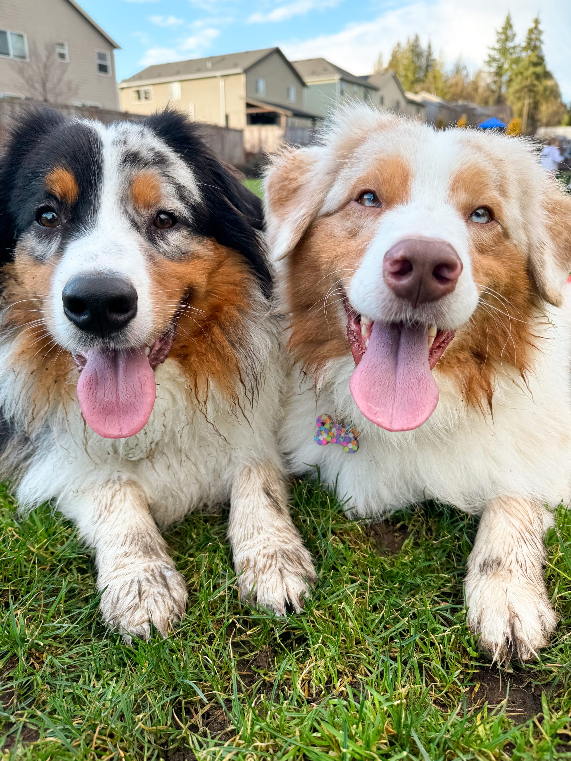 DOGFLUENCERS: Meet Orca & Falcon, Seattle's Iconic Aussies