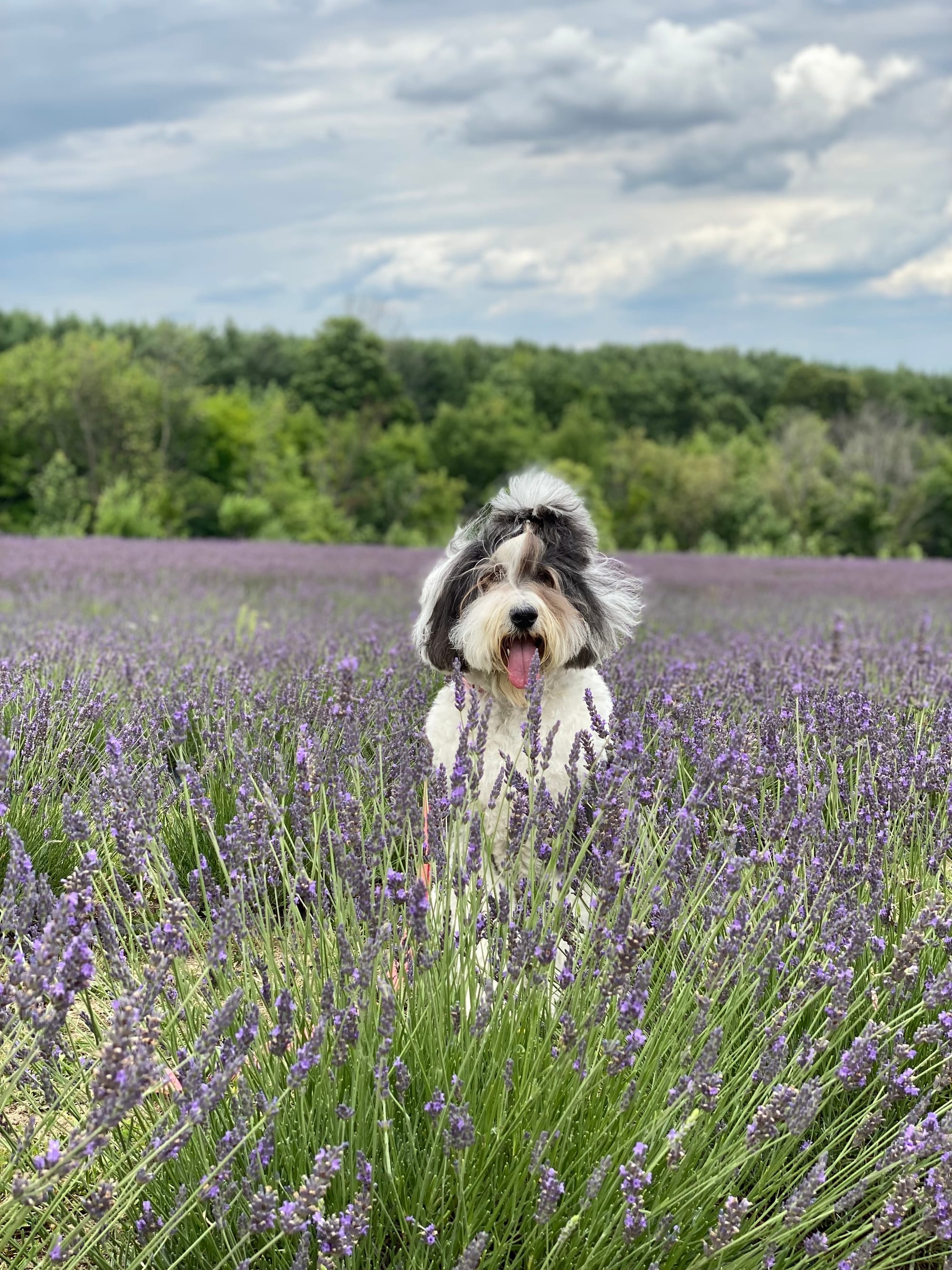 DOGFLUENCERS: Meet Doctor Molly, Instagram's 'Bedhead Queen'