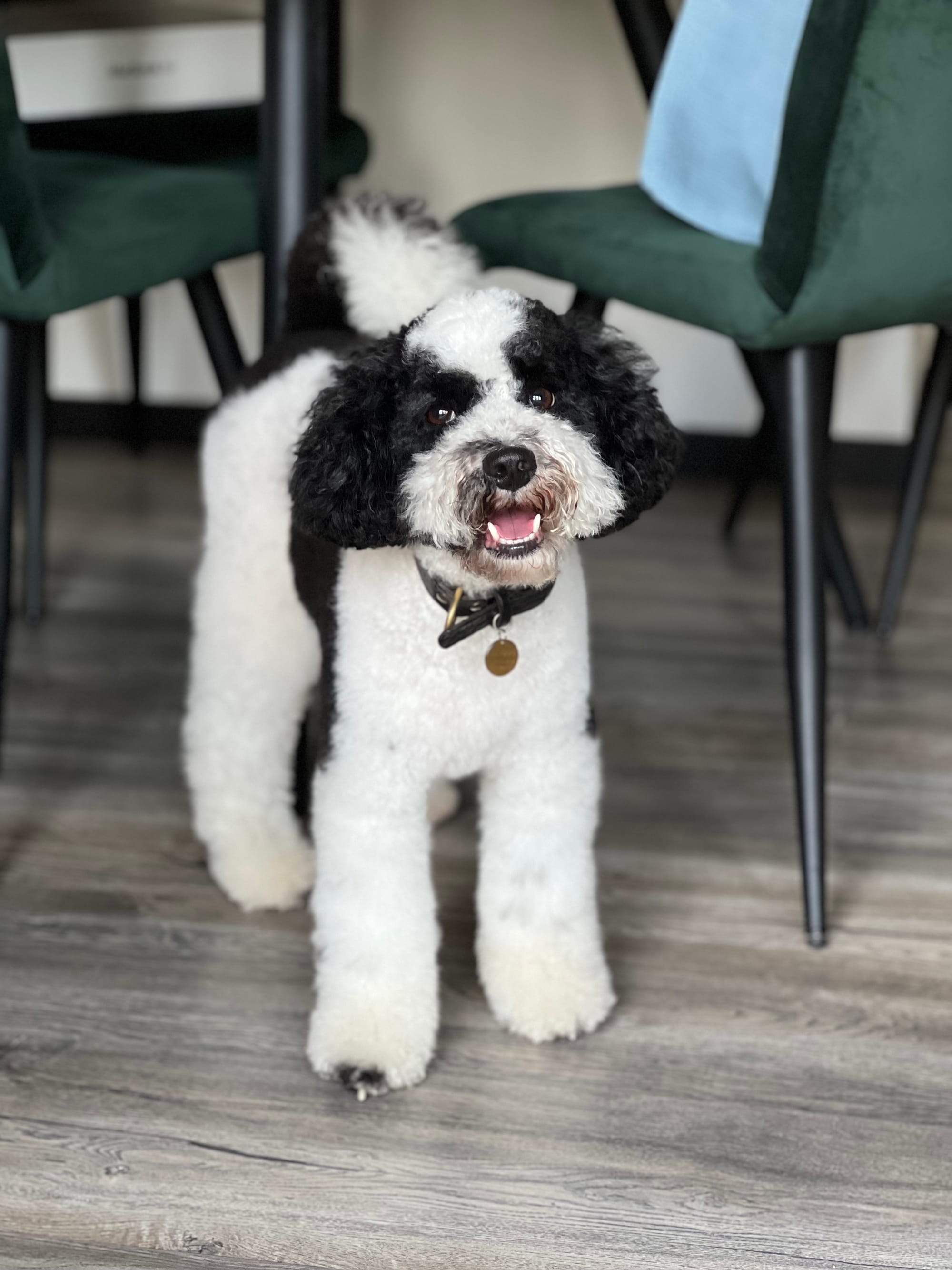 DOGFLUENCERS: Meet Dribbel, The Journey of a Black and White Poodle on Social Media