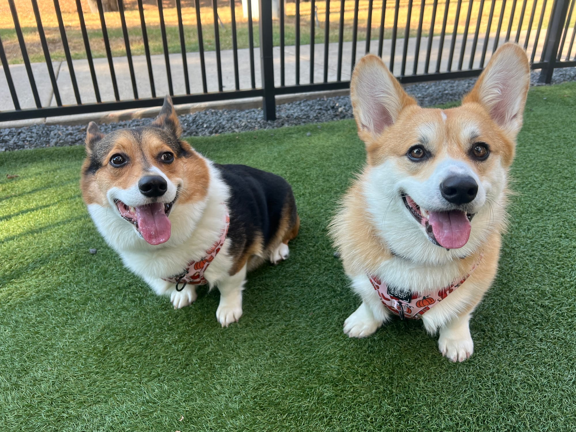 DOGFLUENCERS: Meet CeeDee & Kyler, Houston's Famous Pembroke Welsh Corgis