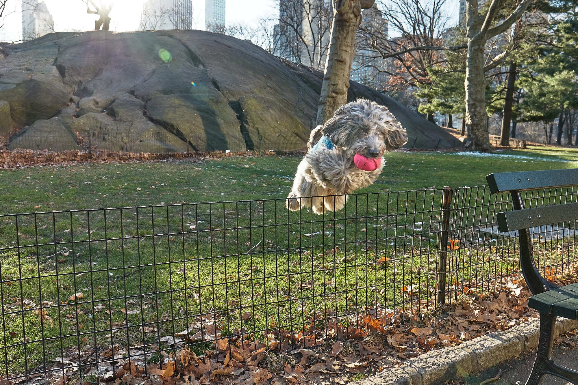 DOGFLUENCERS: Meet Milo, The Dog Who's Spreading Tail-Wagging Happiness on Social Media