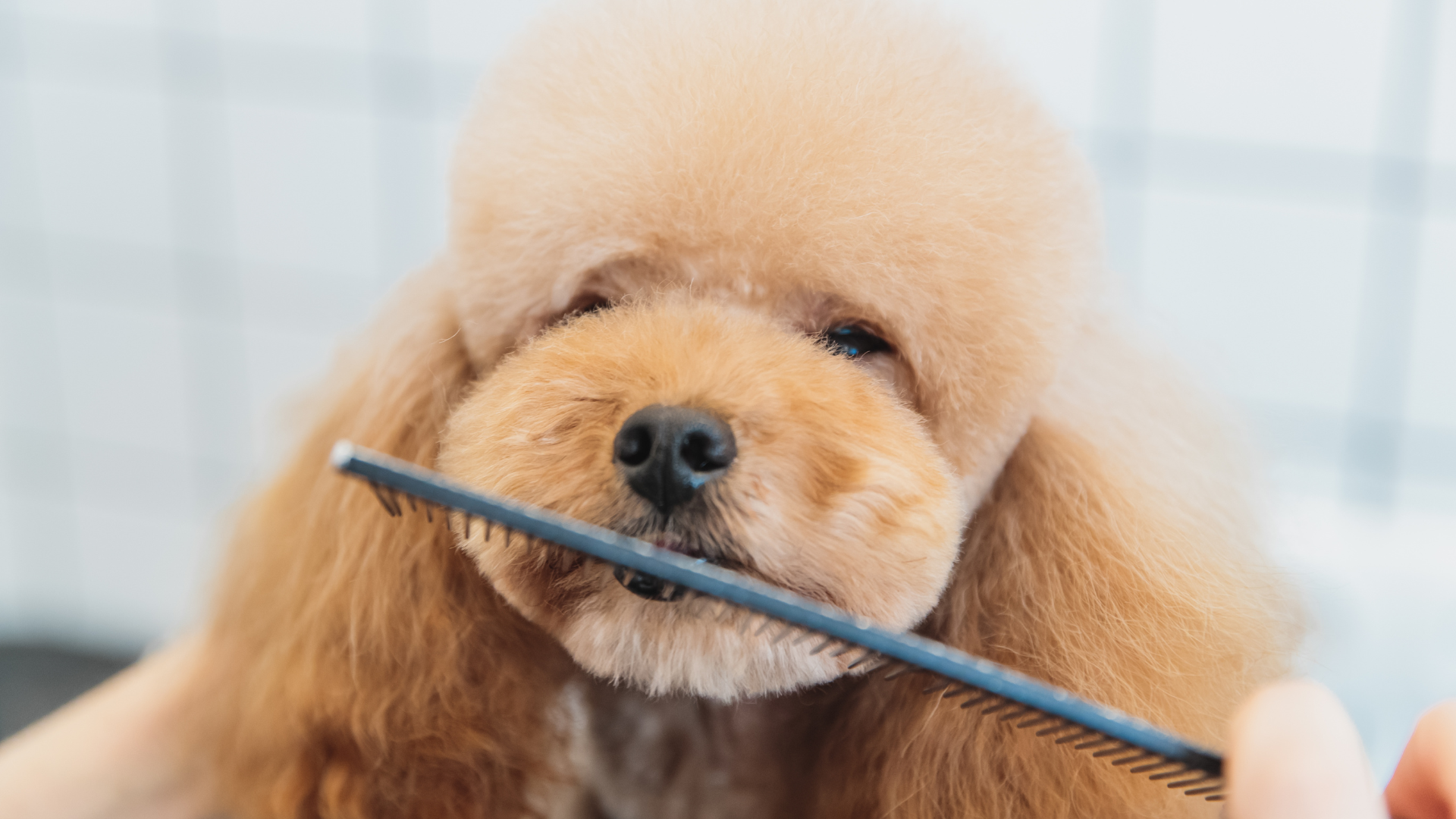 Low Maintenance Poodle Cuts